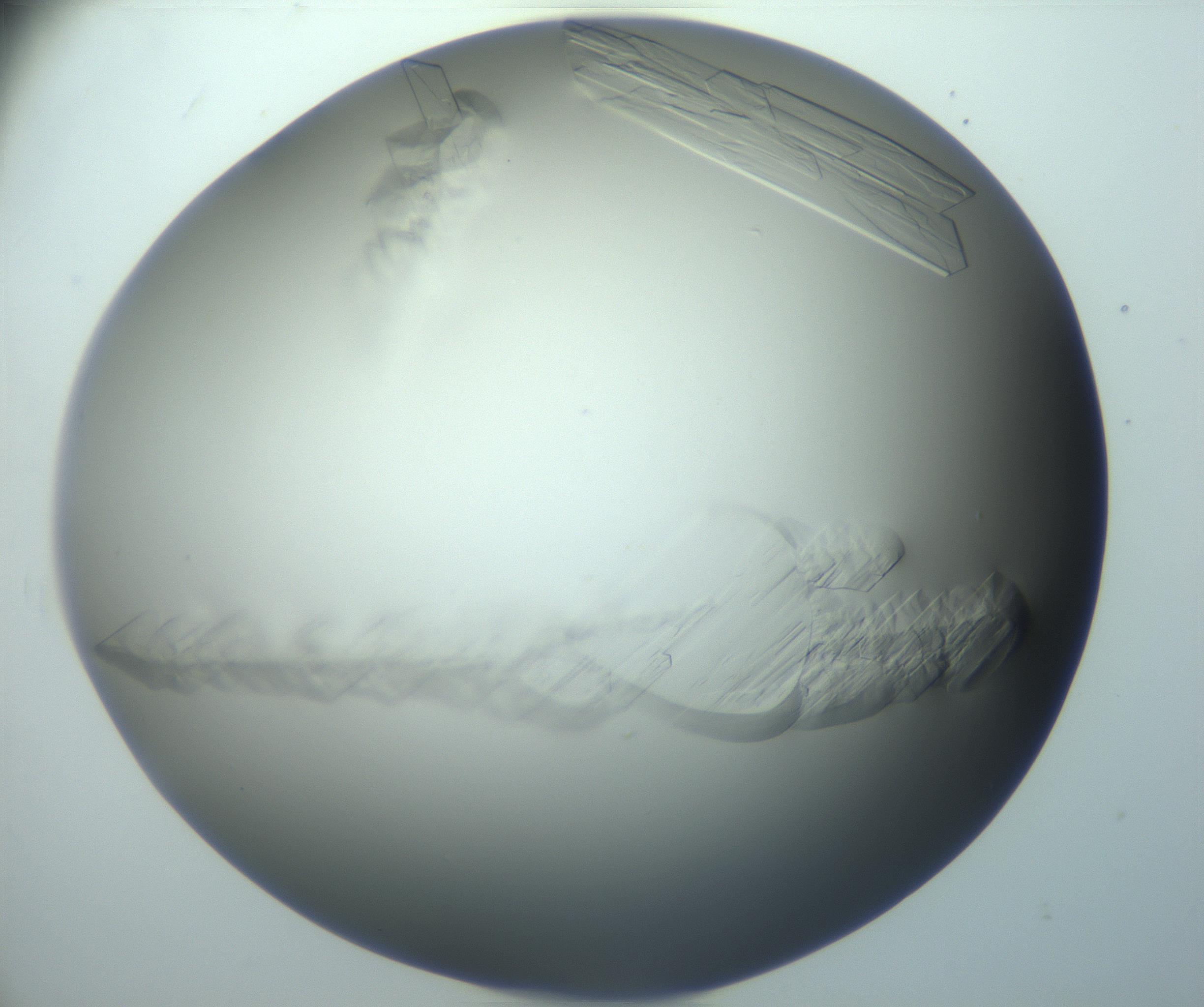 RI01_03_000_0212_Proj1_Clon1_MC_0000MC103095_003_161205_09_07_02_00_99_002_001_RAI.jpg
