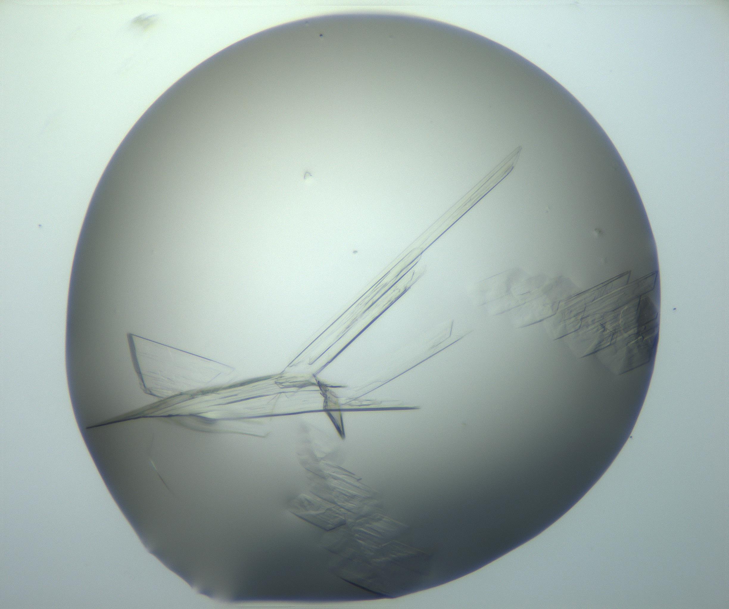 RI01_03_000_0212_Proj1_Clon1_MC_0000MC103095_003_161205_09_08_02_00_99_002_001_RAI.jpg