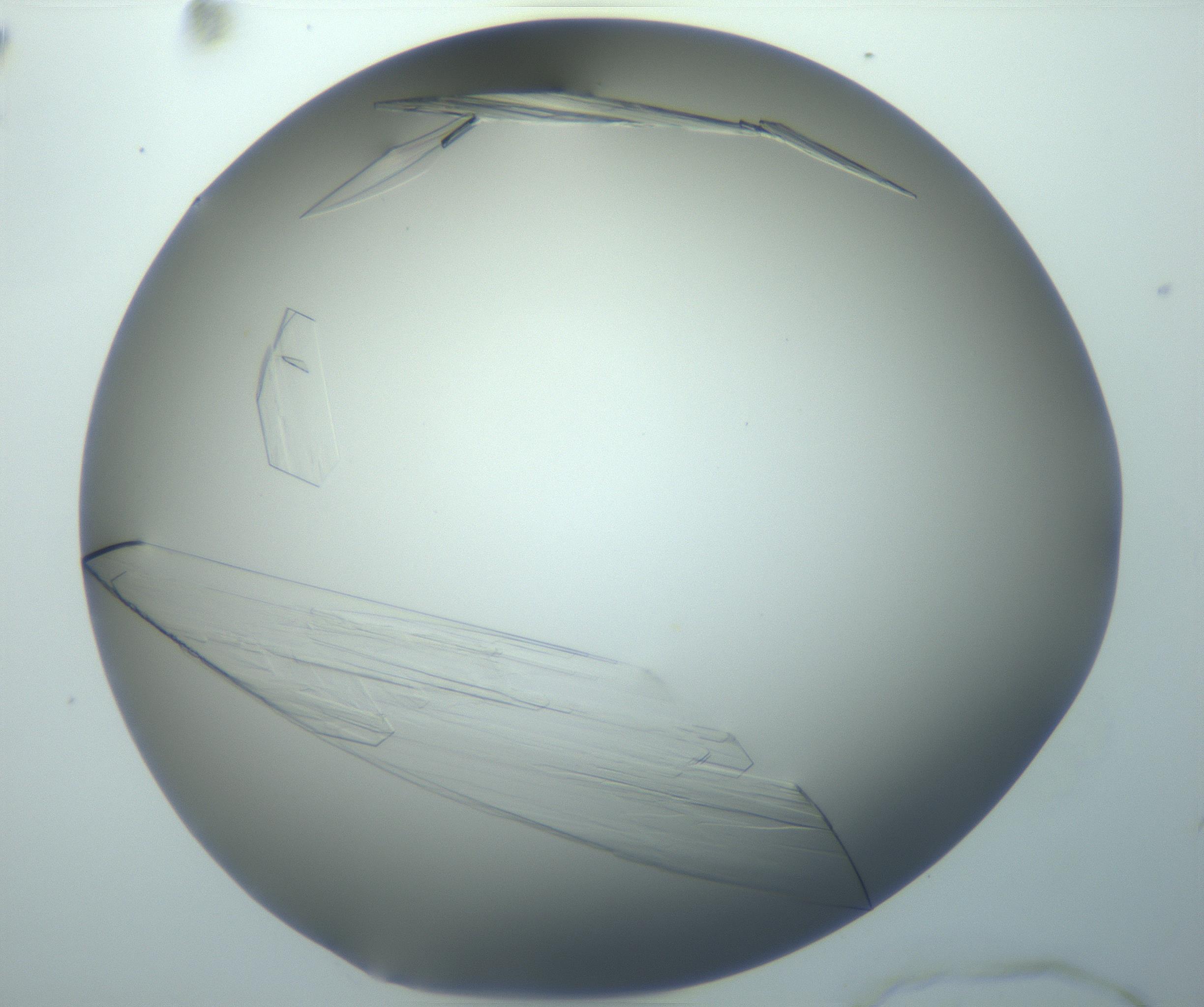 RI01_03_000_0212_Proj1_Clon1_MC_0000MC103095_003_161205_10_05_02_00_99_002_001_RAI.jpg