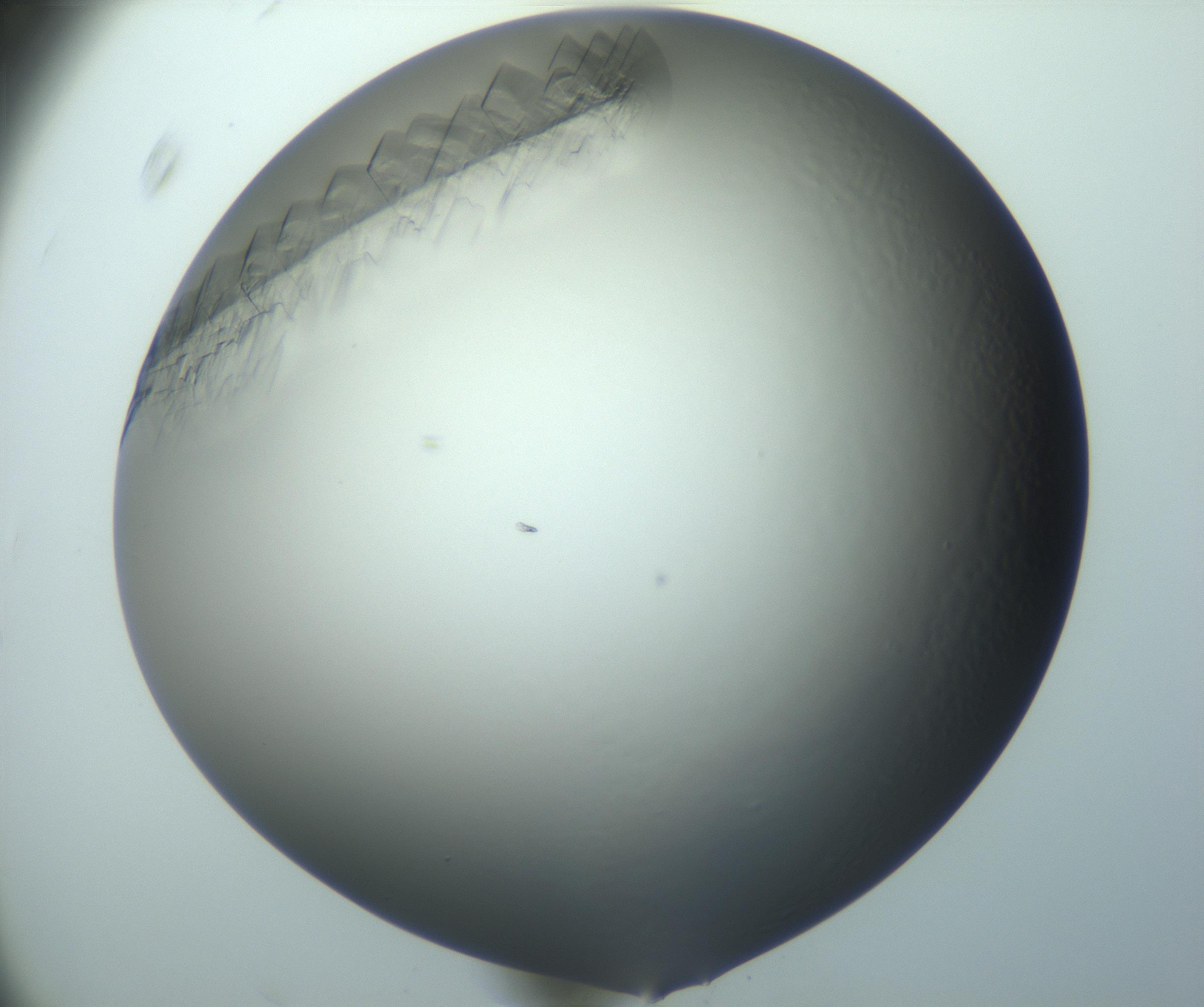 RI01_03_000_0212_Proj1_Clon1_MC_0000MC103095_003_161205_11_08_01_00_99_002_001_RAI.jpg