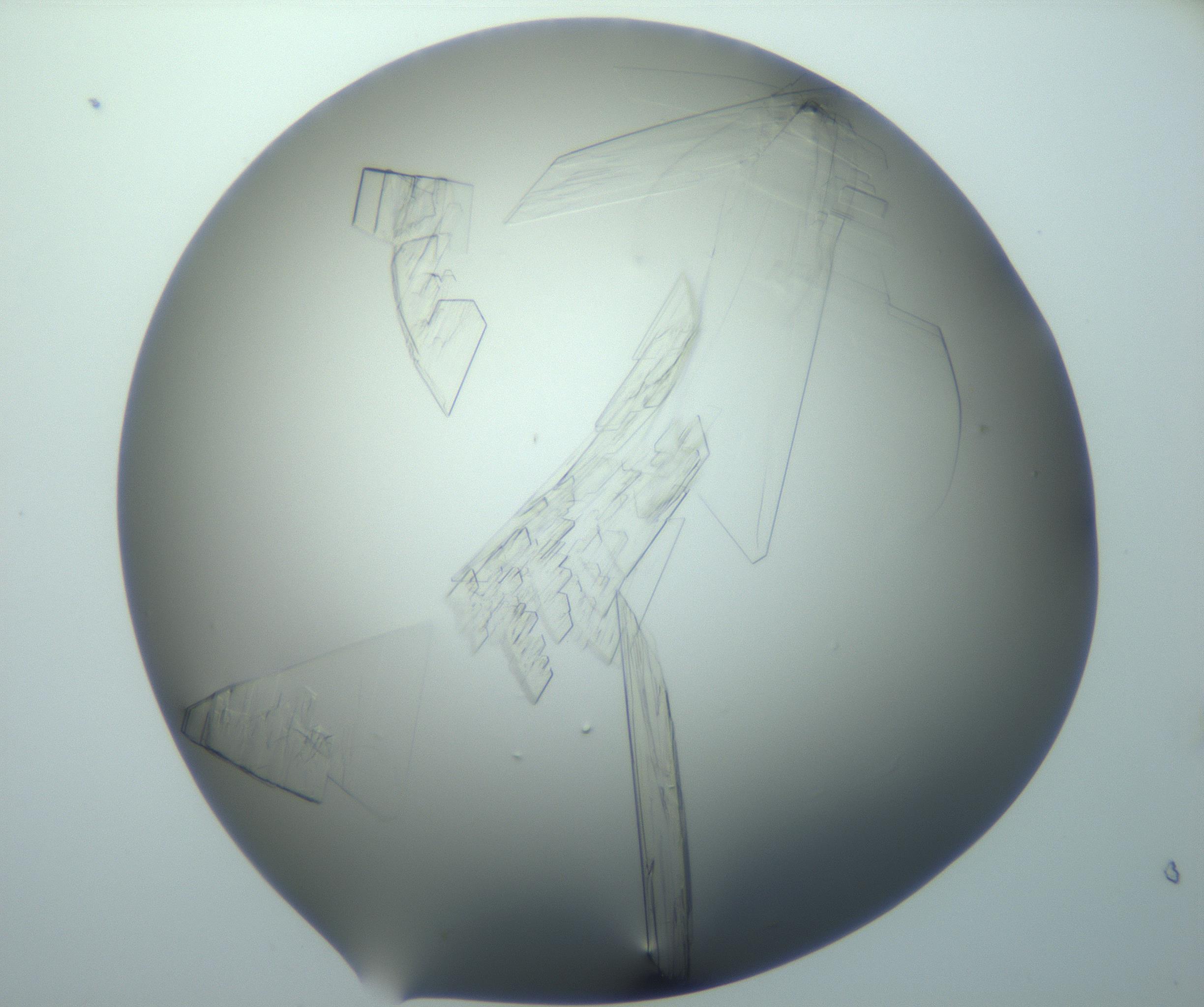 RI01_03_000_0212_Proj1_Clon1_MC_0000MC103095_003_161205_11_08_02_00_99_002_001_RAI.jpg