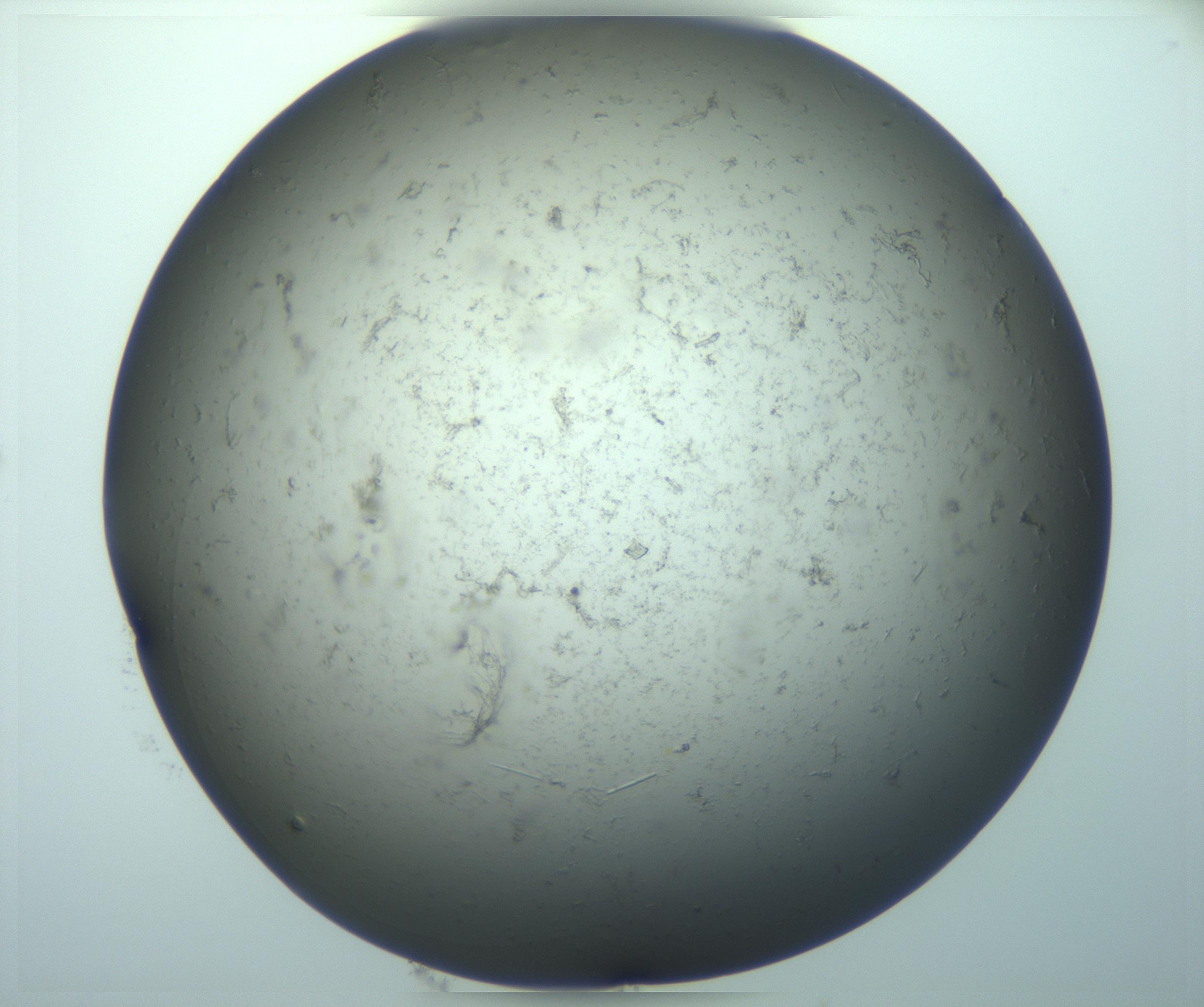RI01_03_000_0212_Proj1_Clon1_MC_0000MC103096_017_170210_01_08_01_00_99_002_001_RAI.jpg