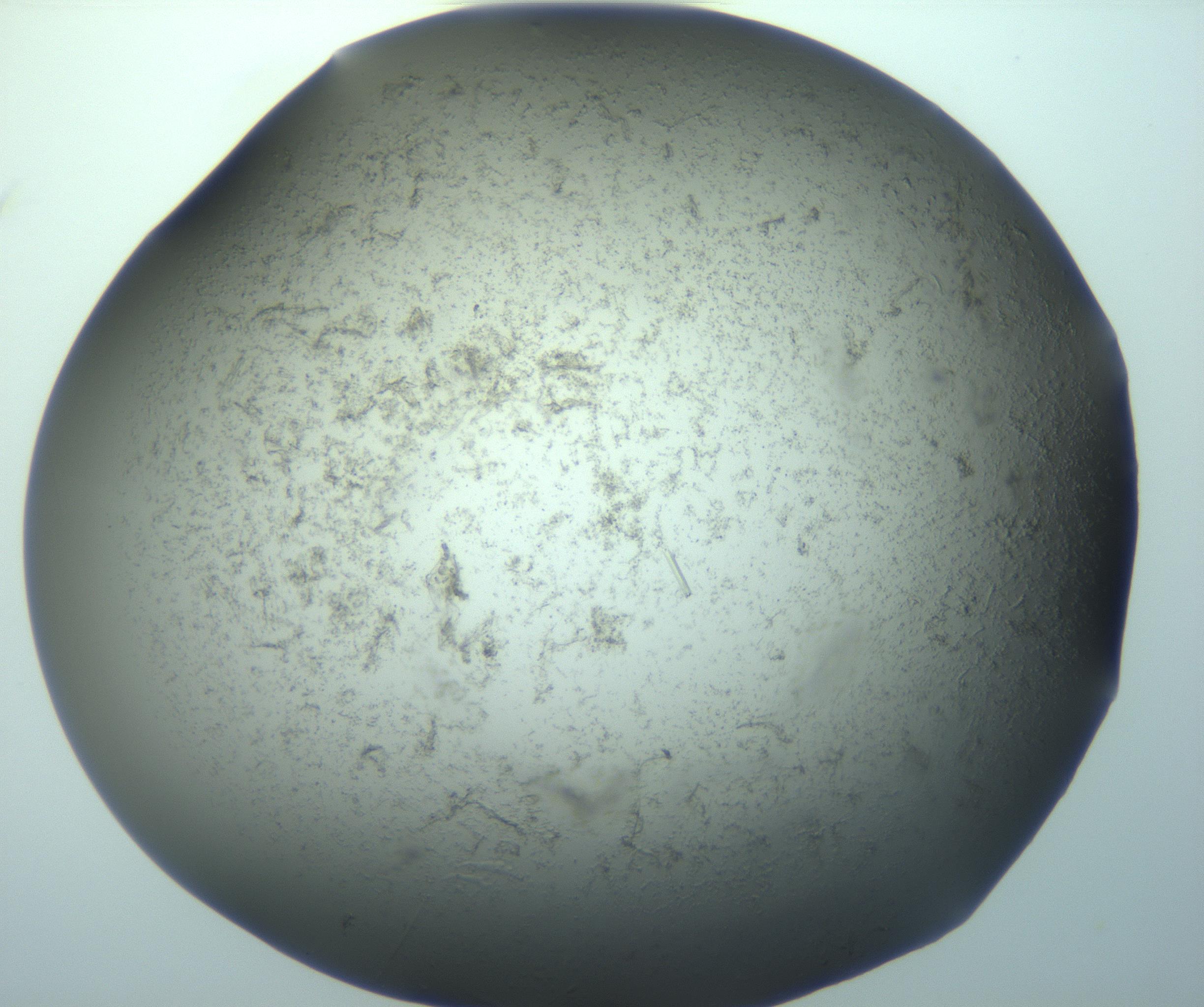 RI01_03_000_0212_Proj1_Clon1_MC_0000MC103096_017_170210_03_06_01_00_99_002_001_RAI.jpg