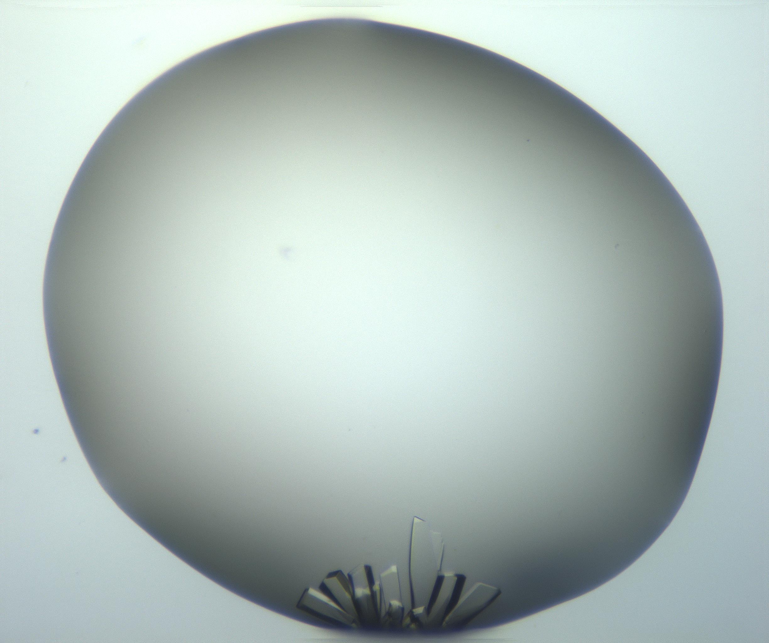 RI01_03_000_0212_Proj1_Clon1_MC_0000MC103098_002_161207_02_06_02_00_99_002_001_RAI.jpg