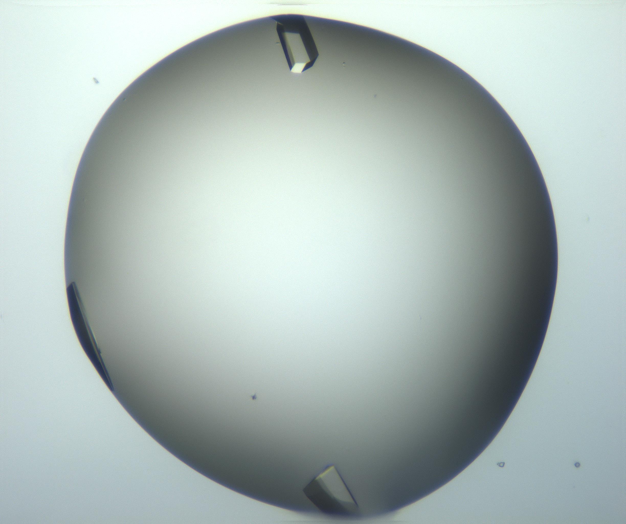 RI01_03_000_0212_Proj1_Clon1_MC_0000MC103098_002_161207_04_03_02_00_99_002_001_RAI.jpg