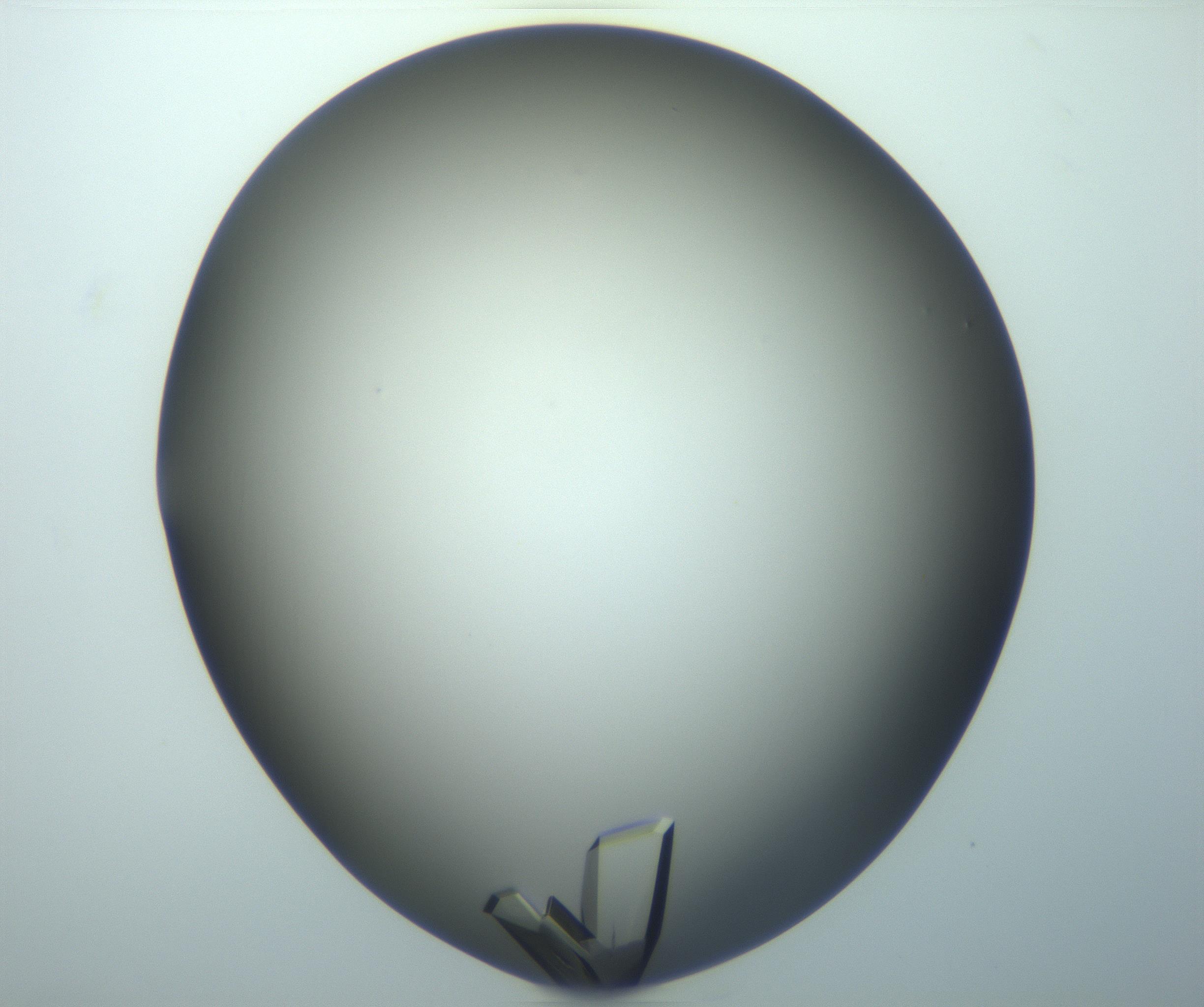 RI01_03_000_0212_Proj1_Clon1_MC_0000MC103098_002_161207_07_05_02_00_99_002_001_RAI.jpg
