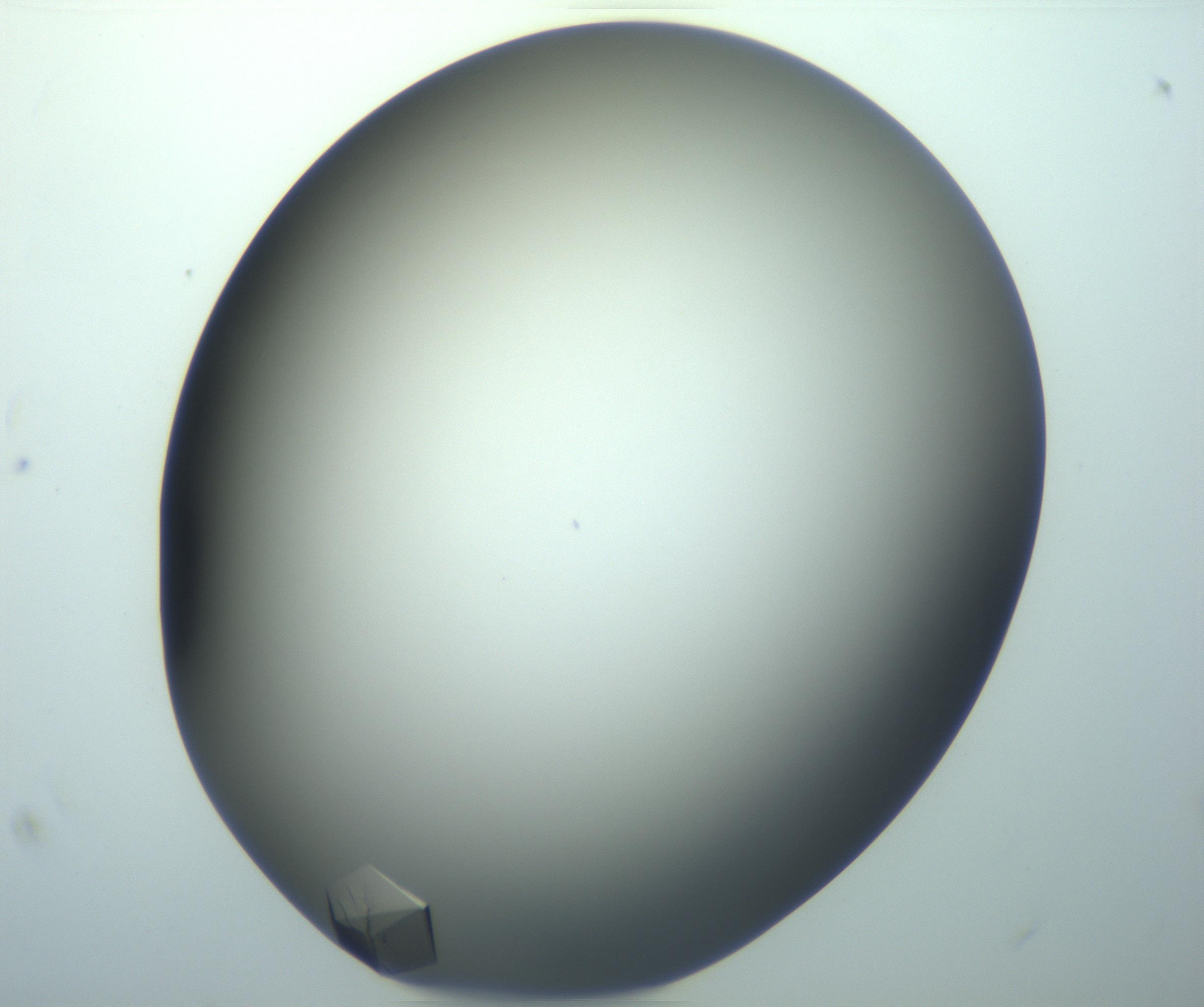 RI01_03_000_0212_Proj1_Clon1_MC_0000MC103098_002_161207_07_08_02_00_99_002_001_RAI.jpg