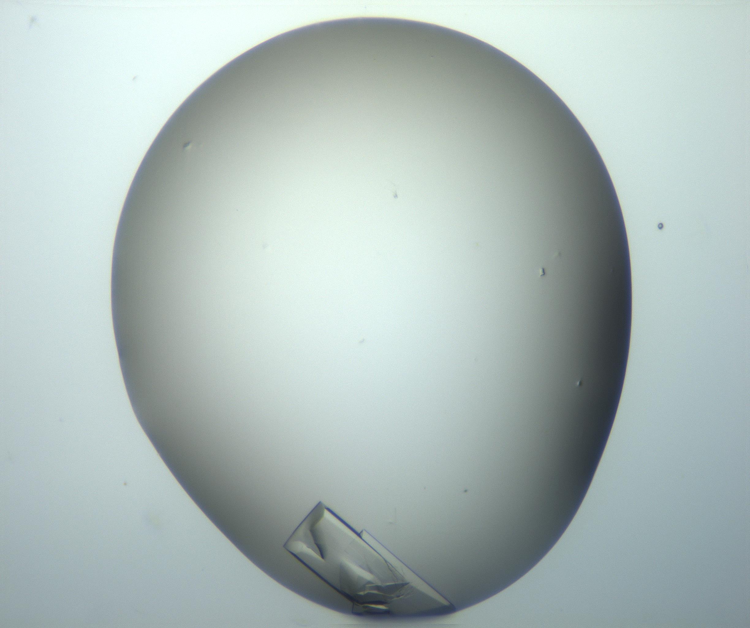 RI01_03_000_0212_Proj1_Clon1_MC_0000MC103098_002_161207_10_03_02_00_99_002_001_RAI.jpg