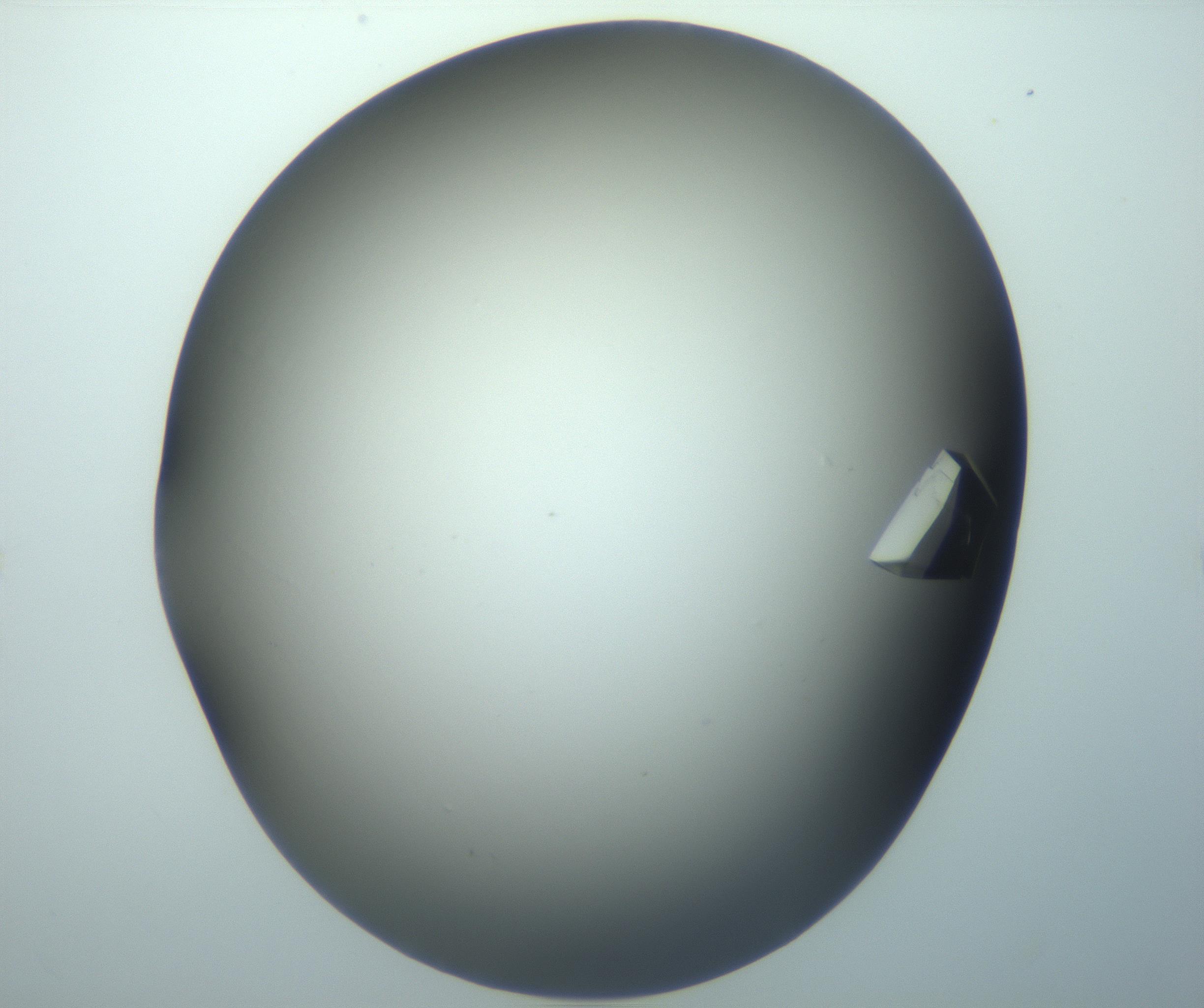 RI01_03_000_0212_Proj1_Clon1_MC_0000MC103098_002_161207_11_06_02_00_99_002_001_RAI.jpg