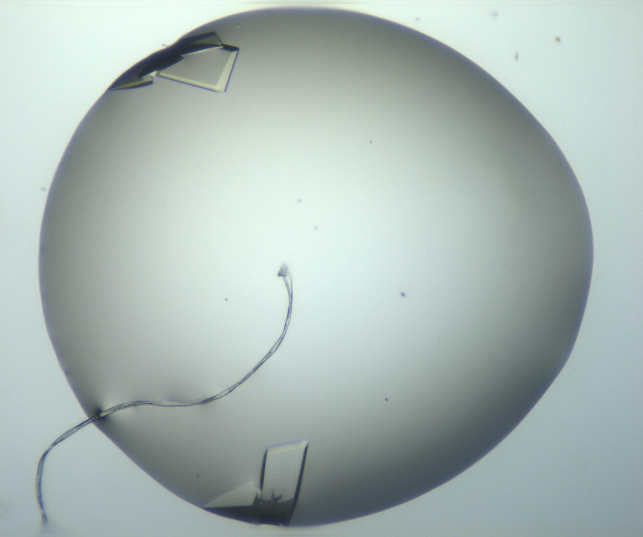 RI01_03_000_0212_Proj1_Clon1_MC_0000MC103099_002_161207_01_06_02_00_99_002_001_RAI.jpg