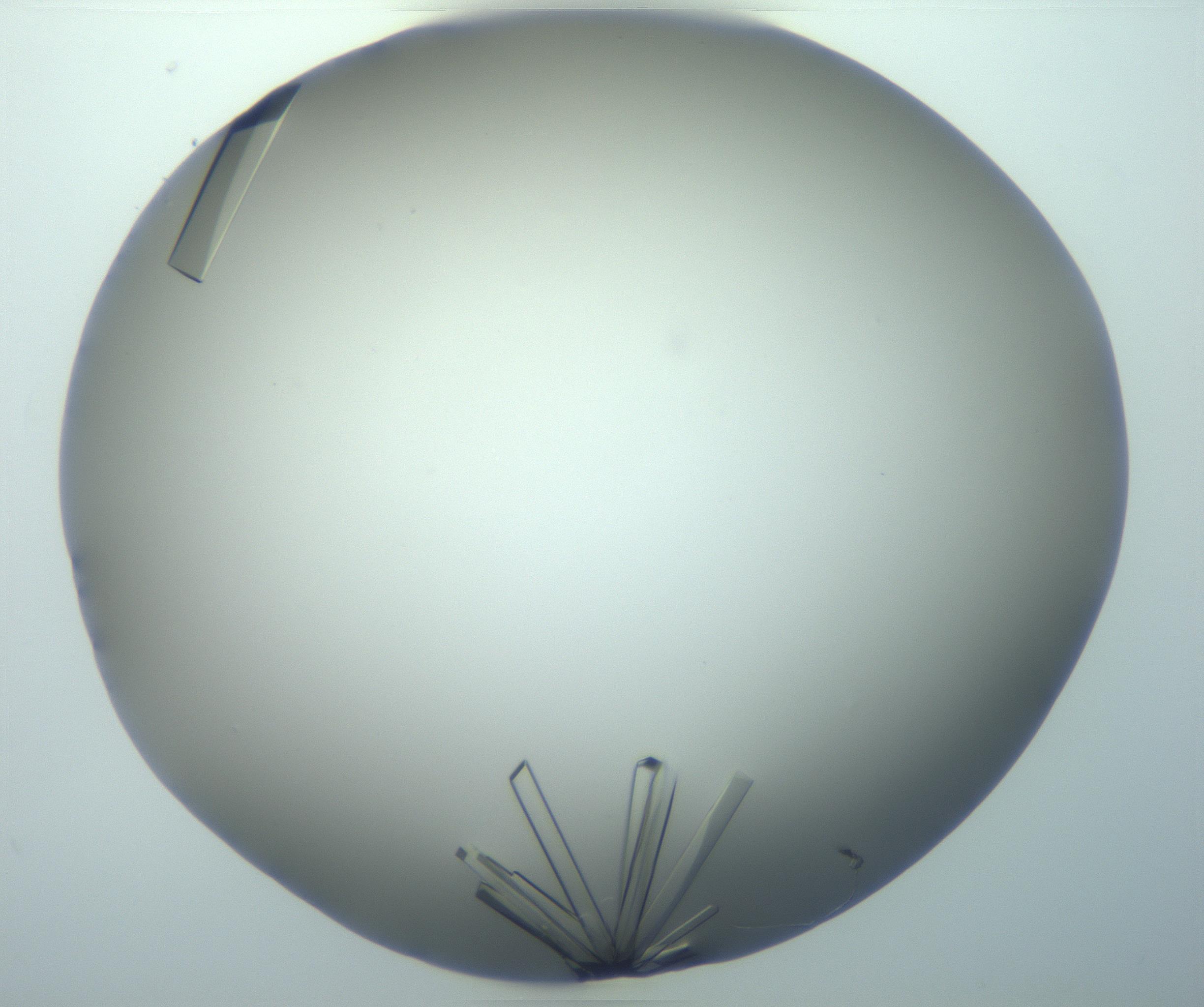 RI01_03_000_0212_Proj1_Clon1_MC_0000MC103099_002_161207_01_07_02_00_99_002_001_RAI.jpg