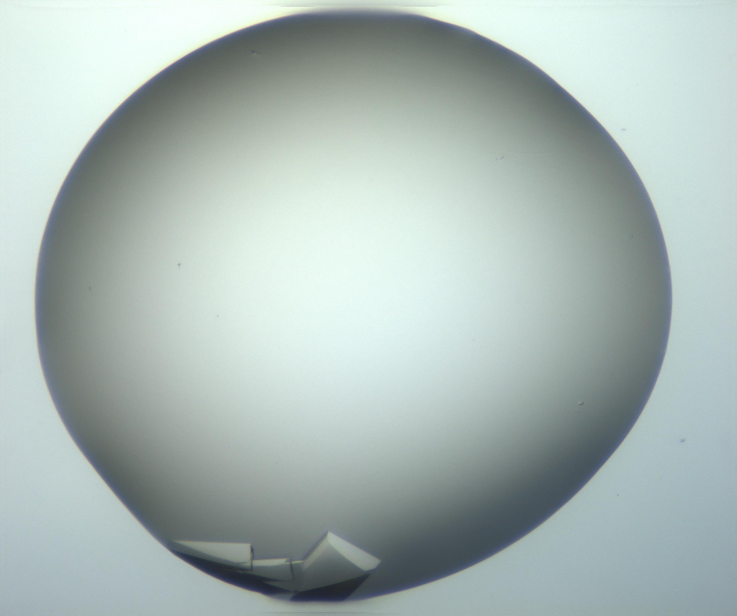 RI01_03_000_0212_Proj1_Clon1_MC_0000MC103099_002_161207_02_06_02_00_99_002_001_RAI.jpg
