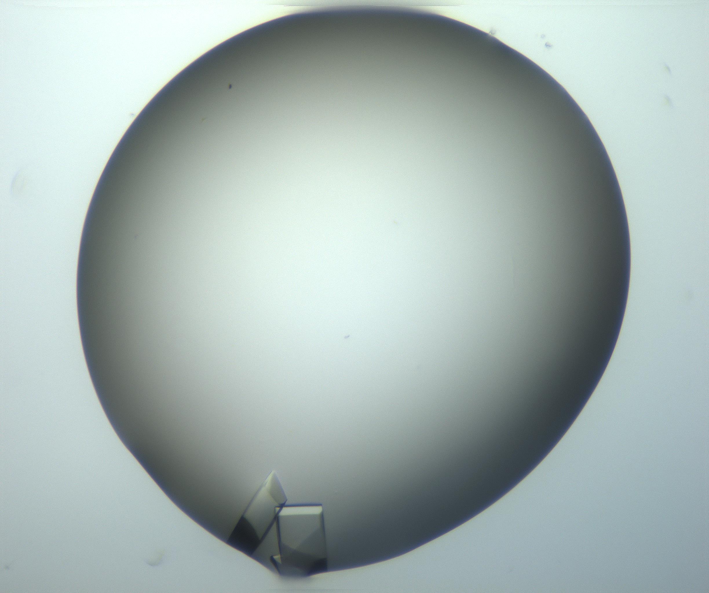 RI01_03_000_0212_Proj1_Clon1_MC_0000MC103099_002_161207_06_06_02_00_99_002_001_RAI.jpg