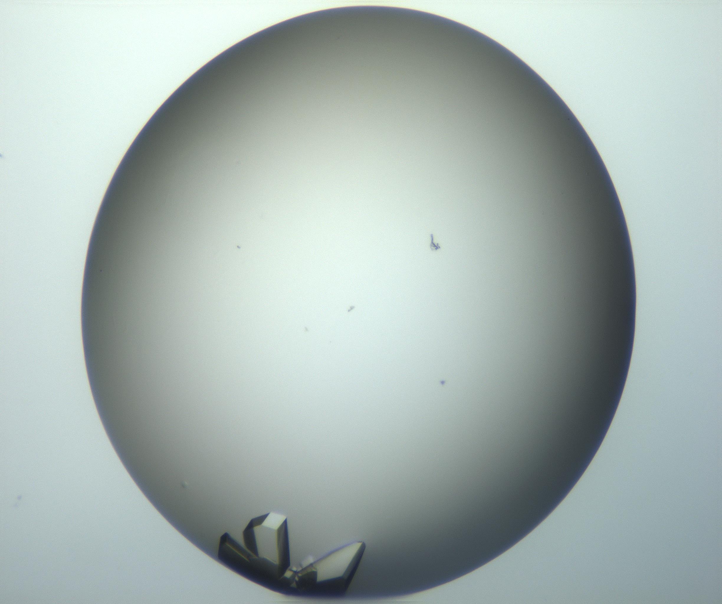 RI01_03_000_0212_Proj1_Clon1_MC_0000MC103099_002_161207_12_06_02_00_99_002_001_RAI.jpg