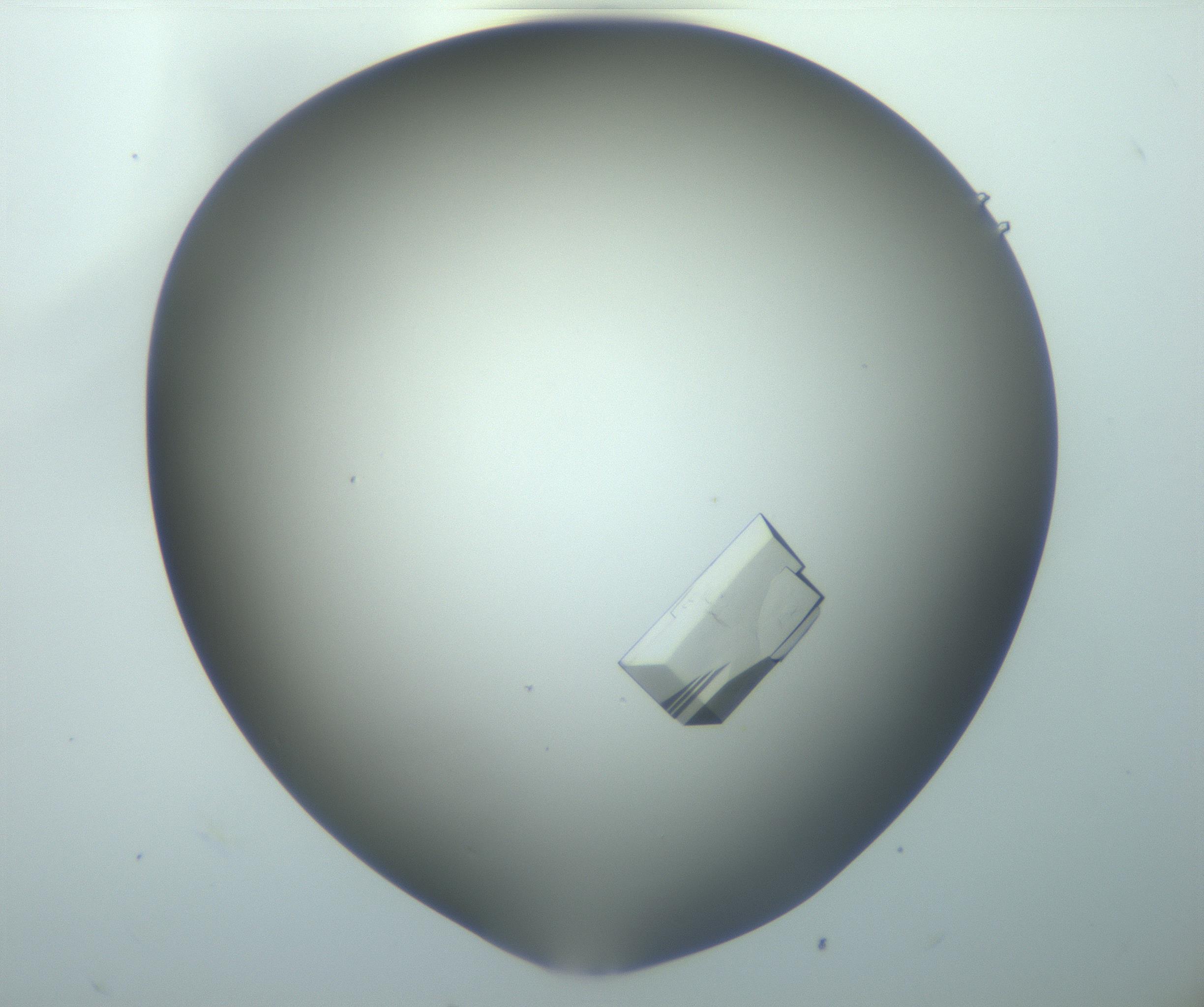 RI01_03_000_0212_Proj1_Clon1_MC_0000MC103100_002_161207_08_04_02_00_99_002_001_RAI.jpg
