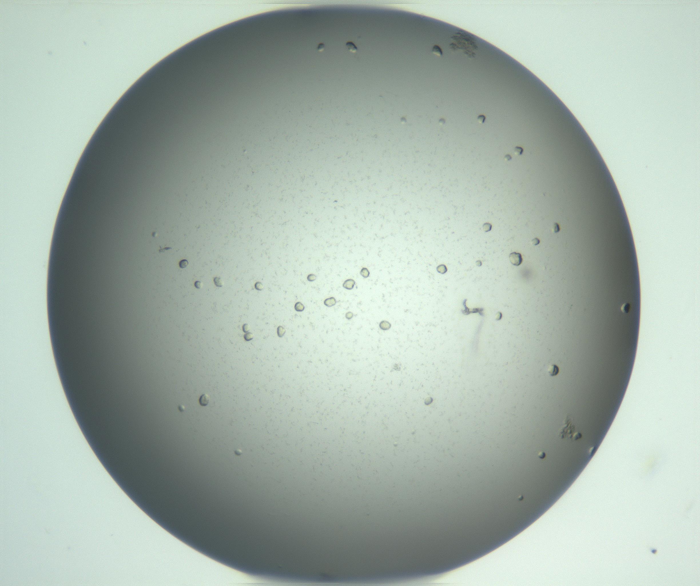 RI01_03_000_0212_Proj1_Clon1_MC_0000MC103106_008_161229_01_02_02_00_99_002_001_RAI.jpg