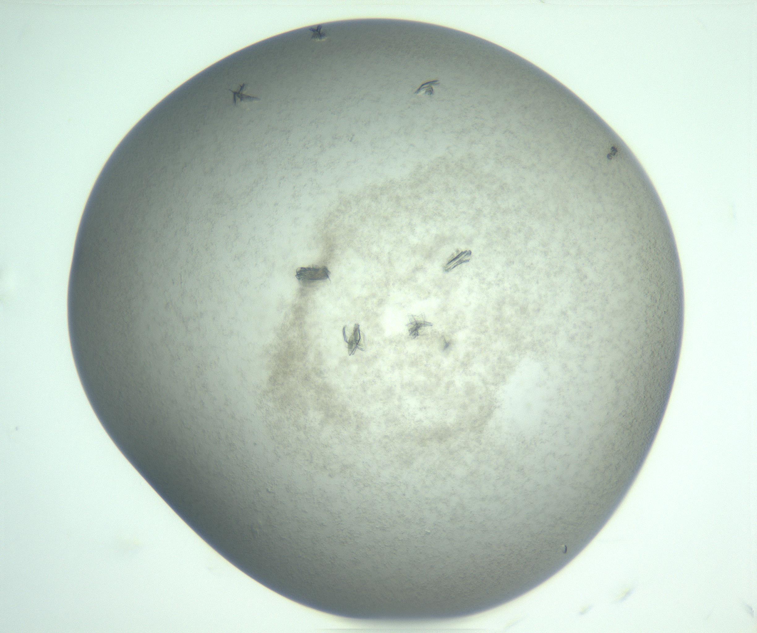 RI01_03_000_0212_Proj1_Clon1_MC_0000MC103107_004_161213_07_01_01_00_99_002_001_RAI.jpg