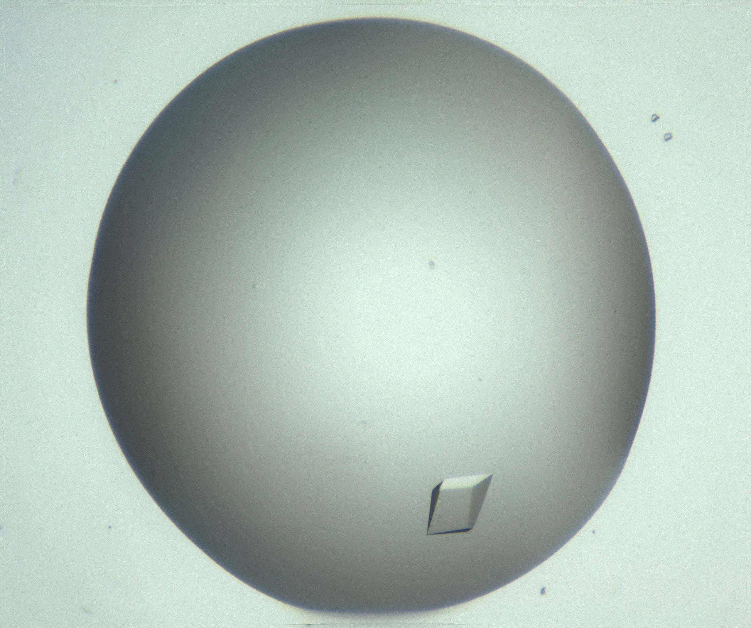 RI01_03_000_0212_Proj1_Clon1_MC_0000MC103111_013_170202_08_04_02_00_99_002_001_RAI.jpg