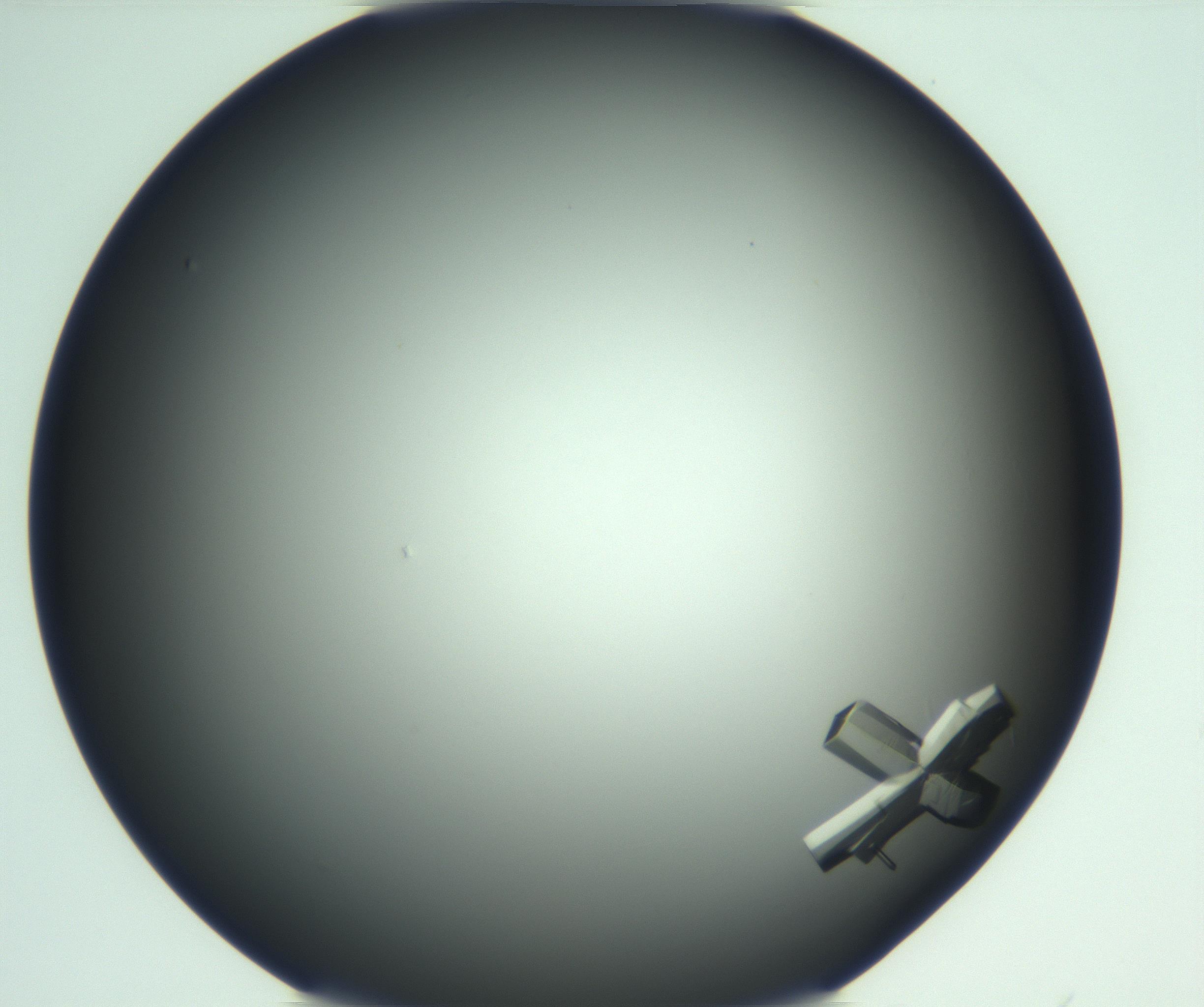 RI01_03_000_0212_Proj1_Clon1_MC_0000MC103112_003_161211_06_06_01_00_99_002_001_RAI.jpg