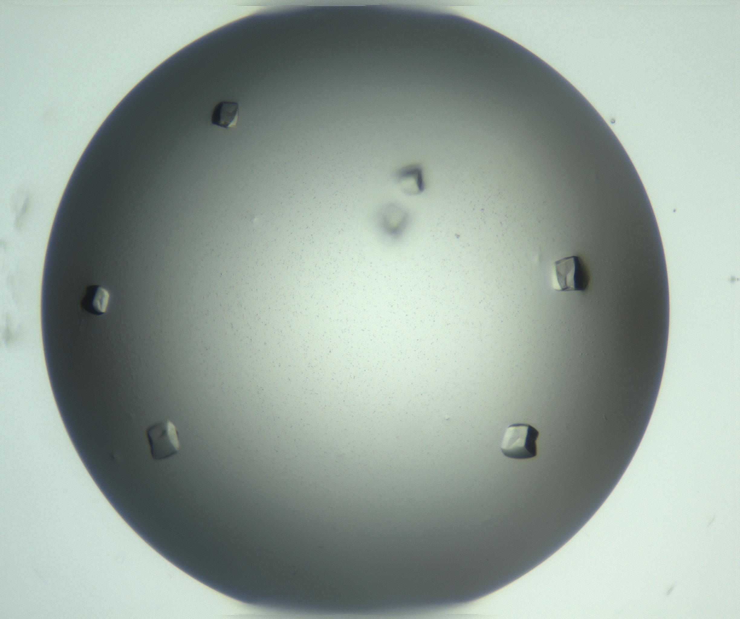 RI01_03_000_0212_Proj1_Clon1_MC_0000MC103112_014_170209_02_02_02_00_99_002_001_RAI.jpg