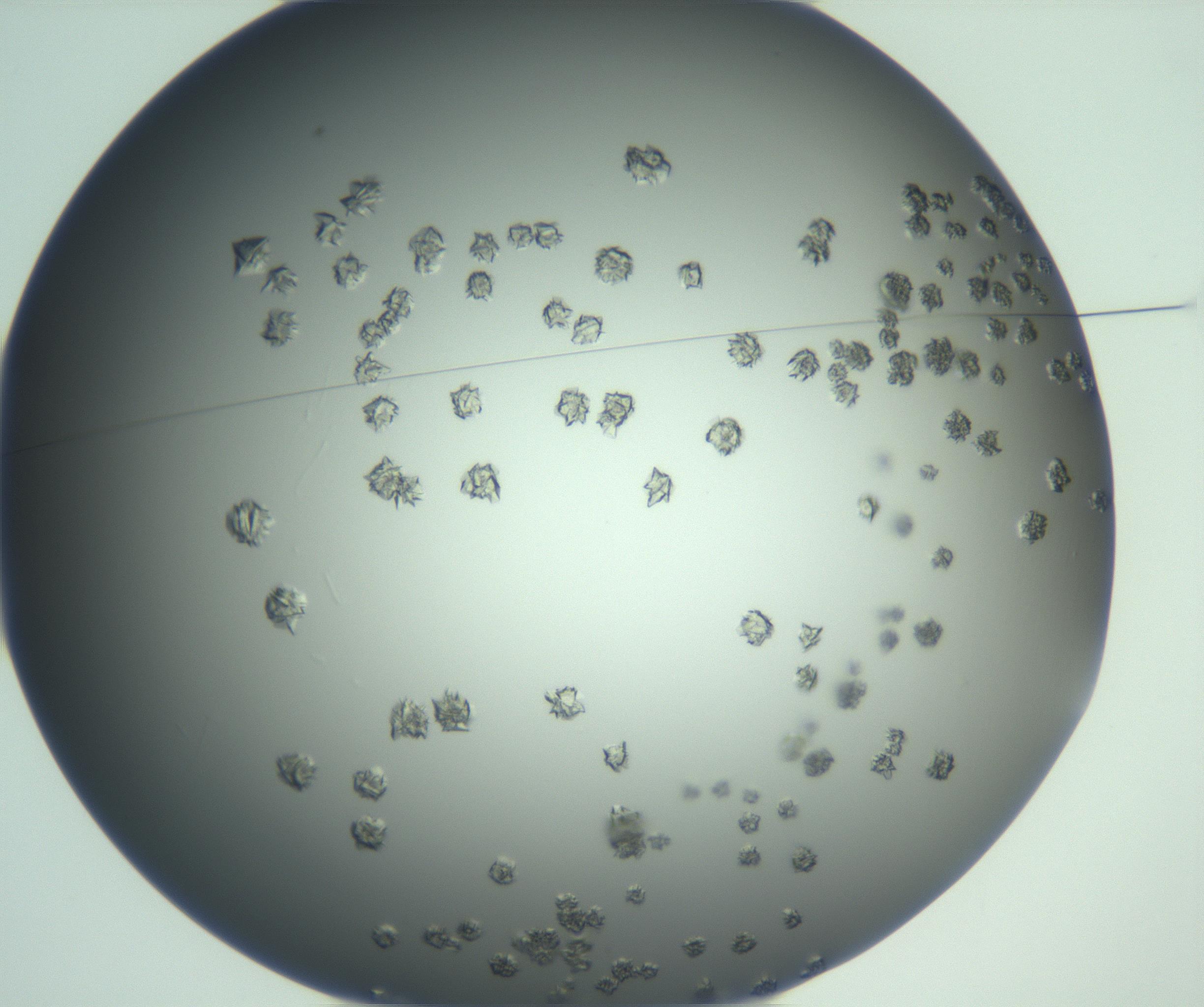RI01_03_000_0212_Proj1_Clon1_MC_0000MC103113_003_161211_02_01_01_00_99_002_001_RAI.jpg