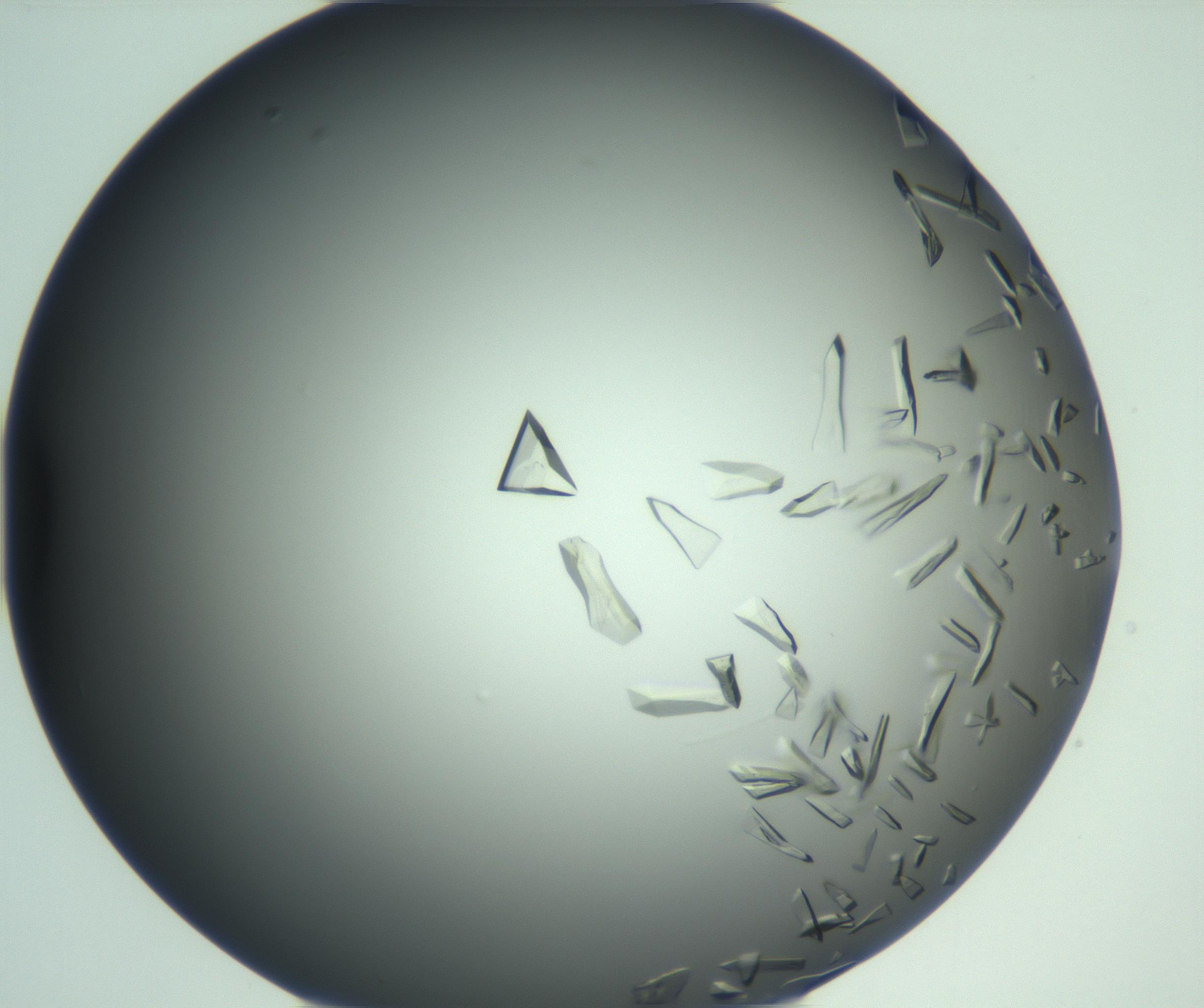 RI01_03_000_0212_Proj1_Clon1_MC_0000MC103113_003_161211_02_01_02_00_99_002_001_RAI.jpg