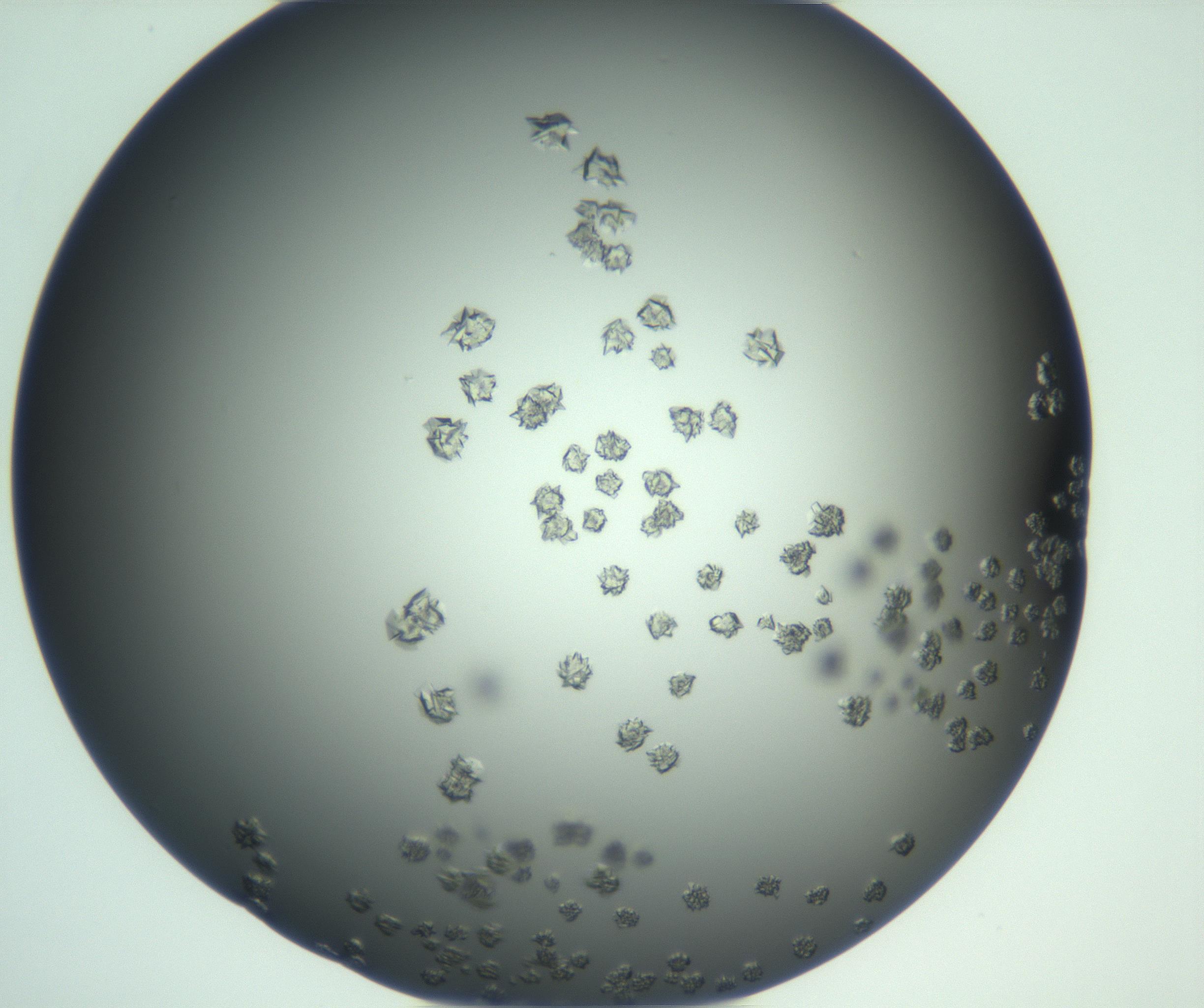 RI01_03_000_0212_Proj1_Clon1_MC_0000MC103113_003_161211_02_02_01_00_99_002_001_RAI.jpg
