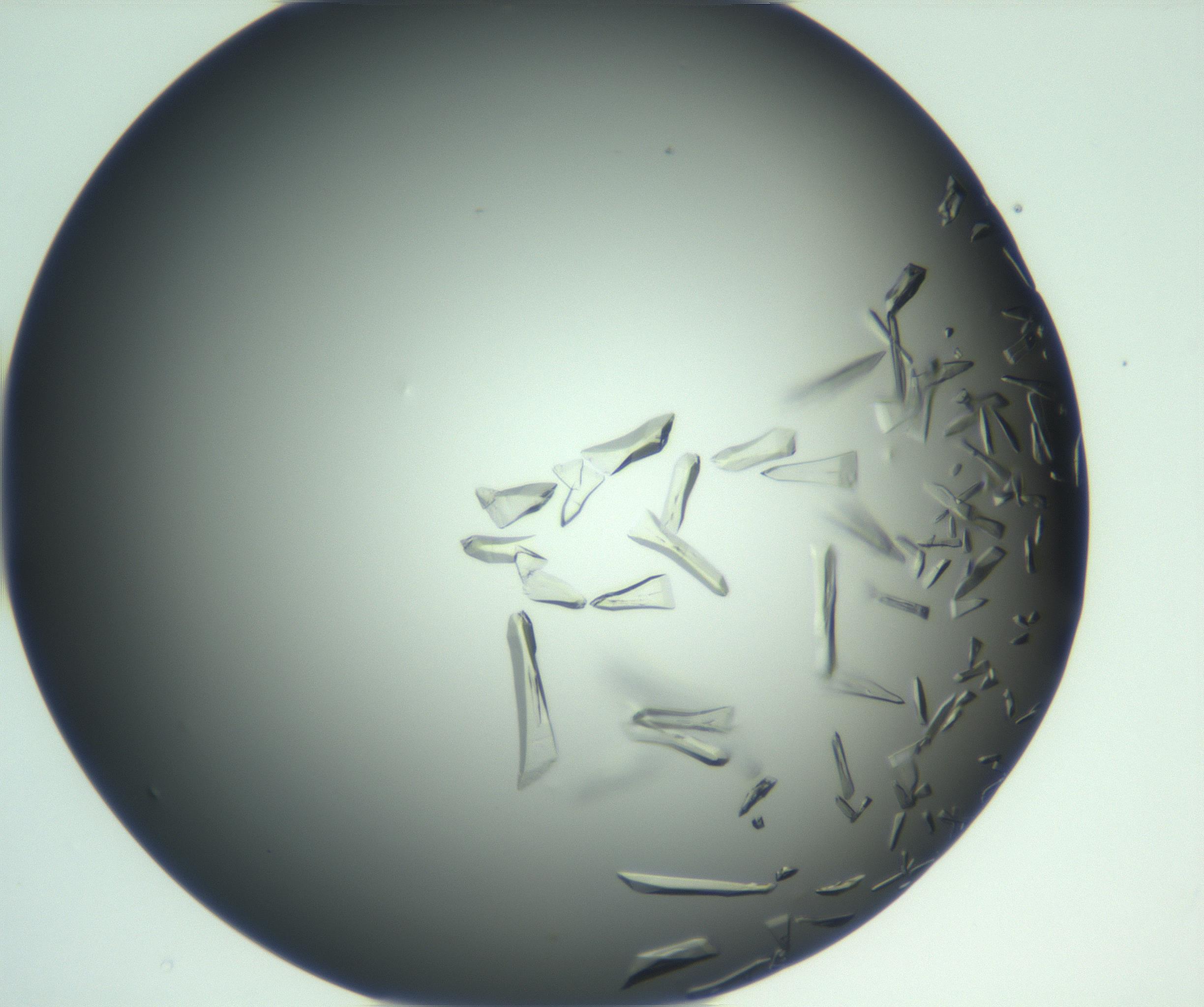 RI01_03_000_0212_Proj1_Clon1_MC_0000MC103113_003_161211_02_02_02_00_99_002_001_RAI.jpg