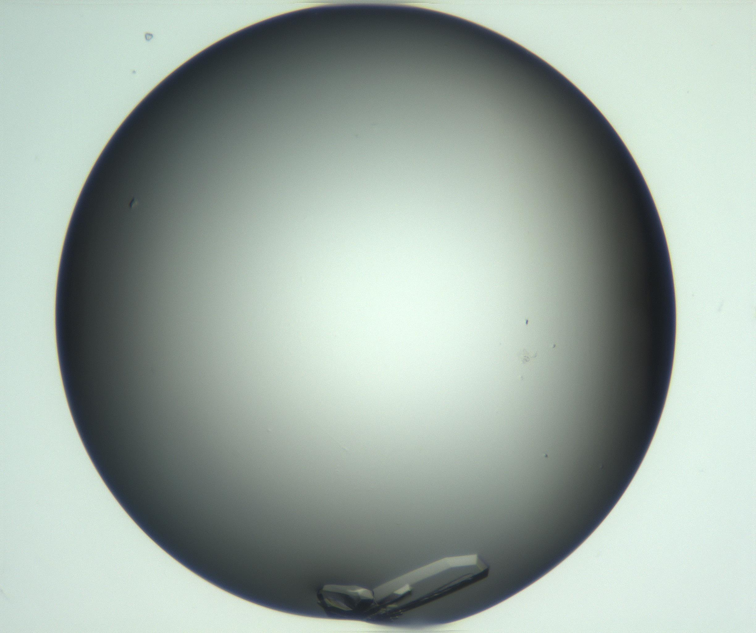 RI01_03_000_0212_Proj1_Clon1_MC_0000MC103113_003_161211_05_04_01_00_99_002_001_RAI.jpg