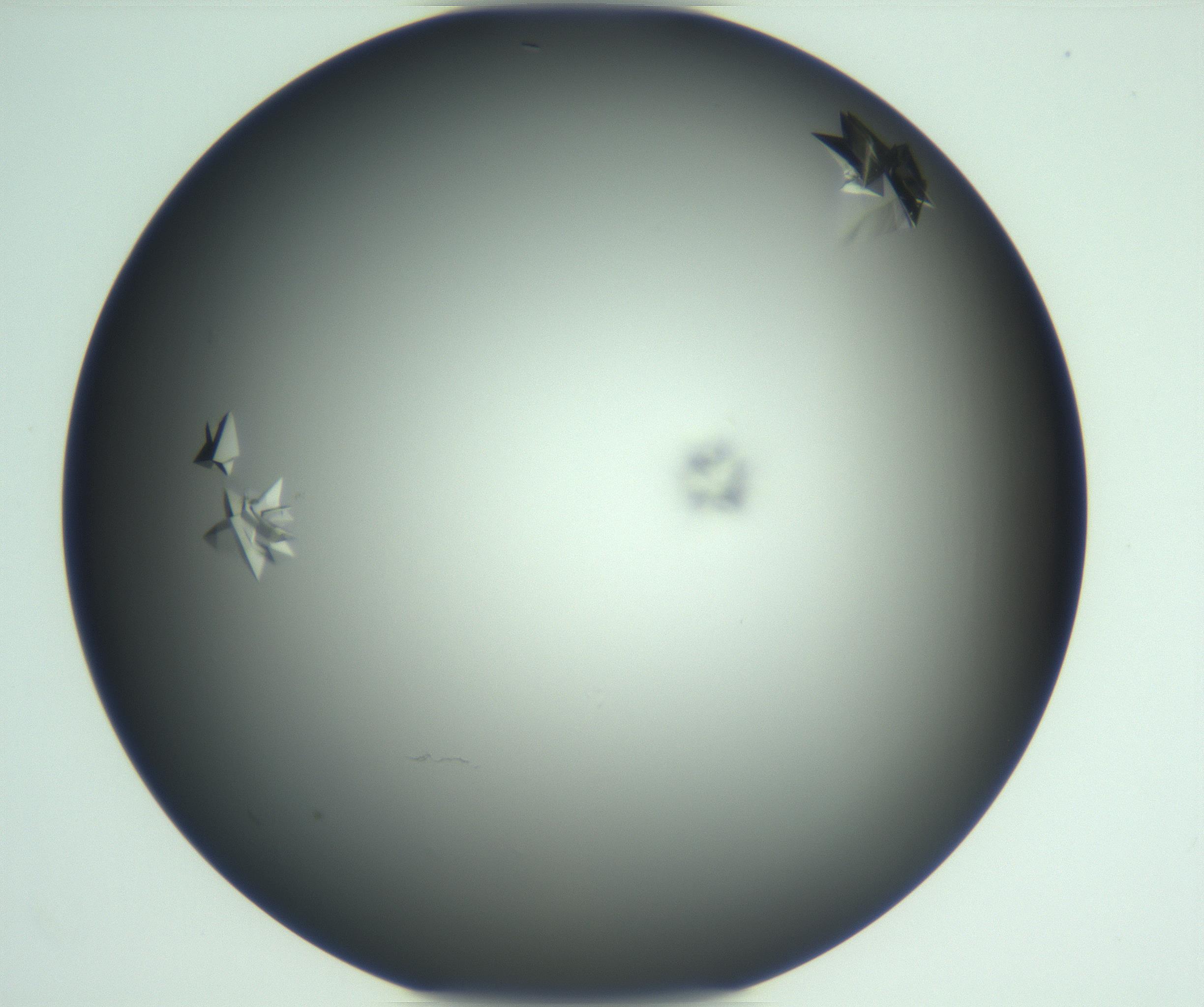 RI01_03_000_0212_Proj1_Clon1_MC_0000MC103113_003_161211_05_05_01_00_99_002_001_RAI.jpg