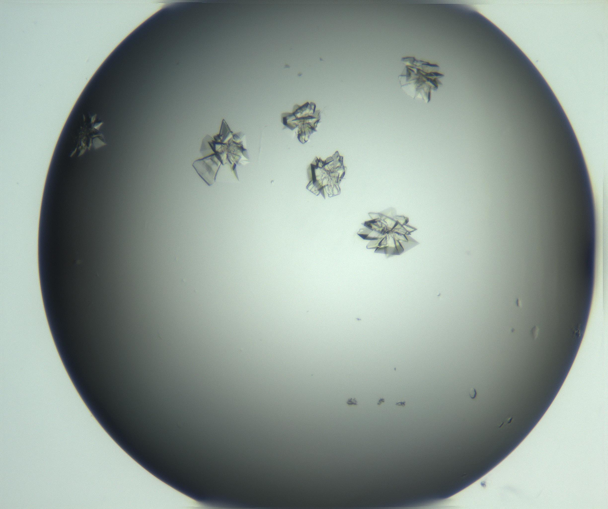 RI01_03_000_0212_Proj1_Clon1_MC_0000MC103113_003_161211_08_07_01_00_99_002_001_RAI.jpg