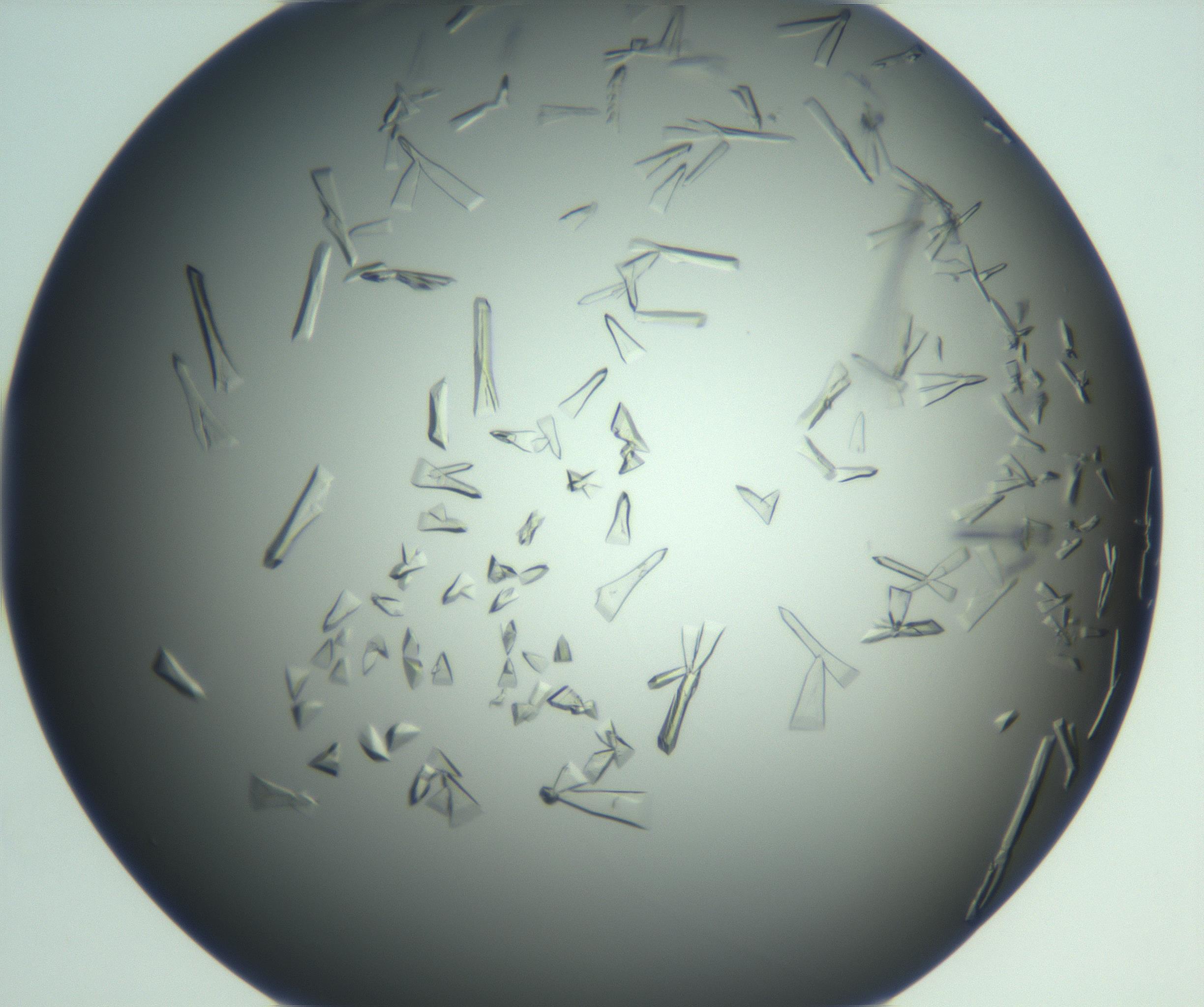 RI01_03_000_0212_Proj1_Clon1_MC_0000MC103113_003_161211_08_07_02_00_99_002_001_RAI.jpg