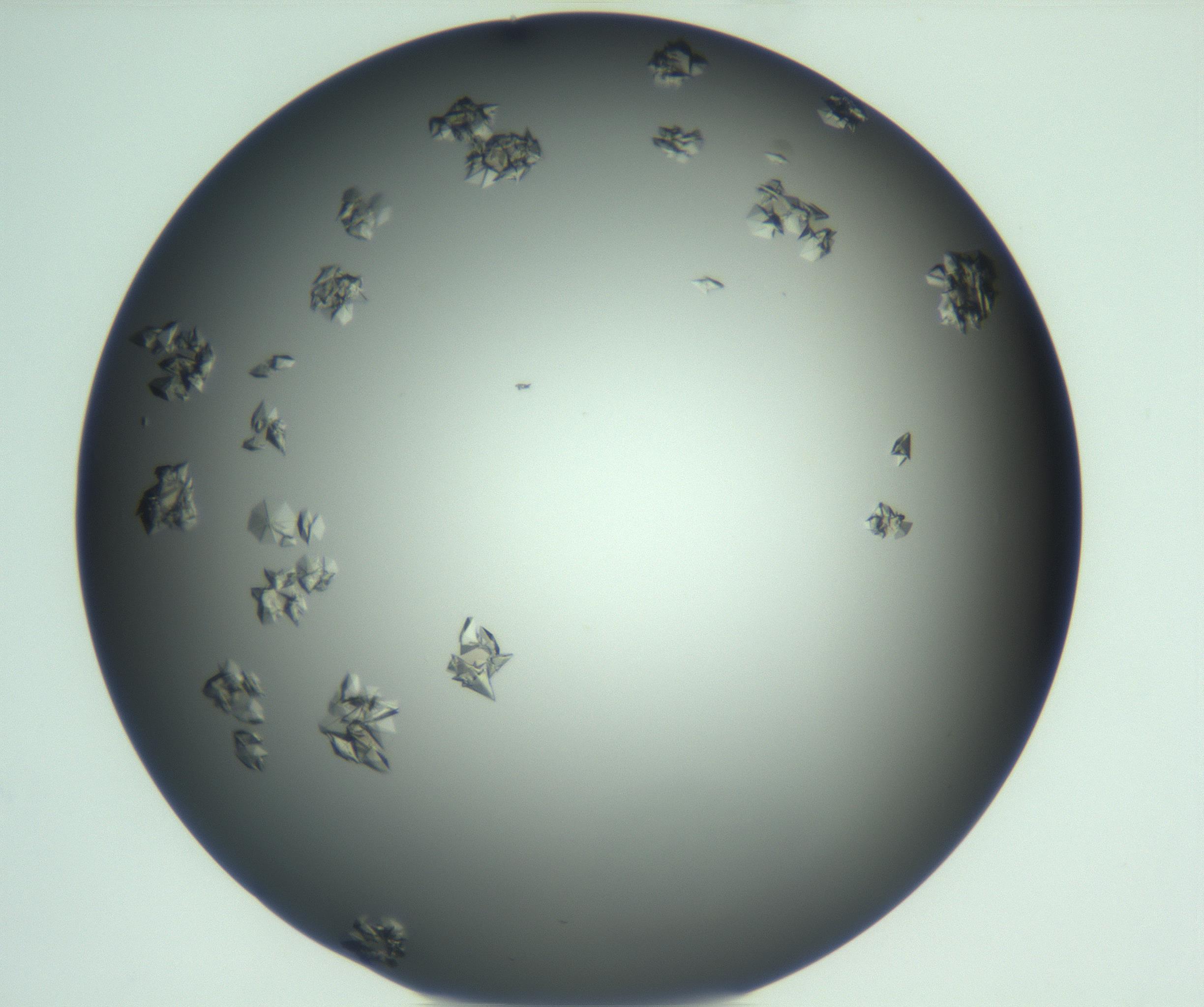 RI01_03_000_0212_Proj1_Clon1_MC_0000MC103113_003_161211_09_04_01_00_99_002_001_RAI.jpg
