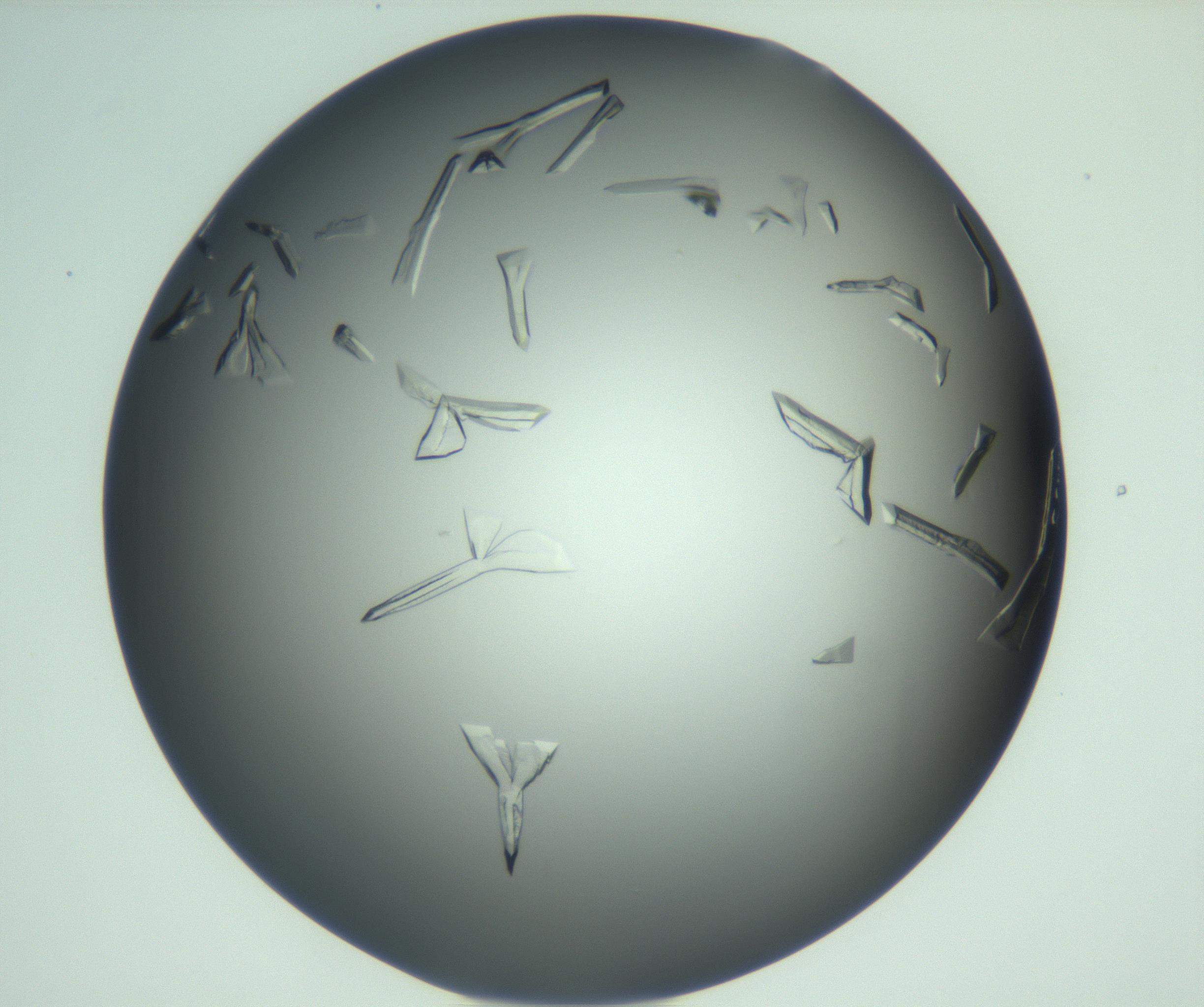 RI01_03_000_0212_Proj1_Clon1_MC_0000MC103113_003_161211_09_04_02_00_99_002_001_RAI.jpg