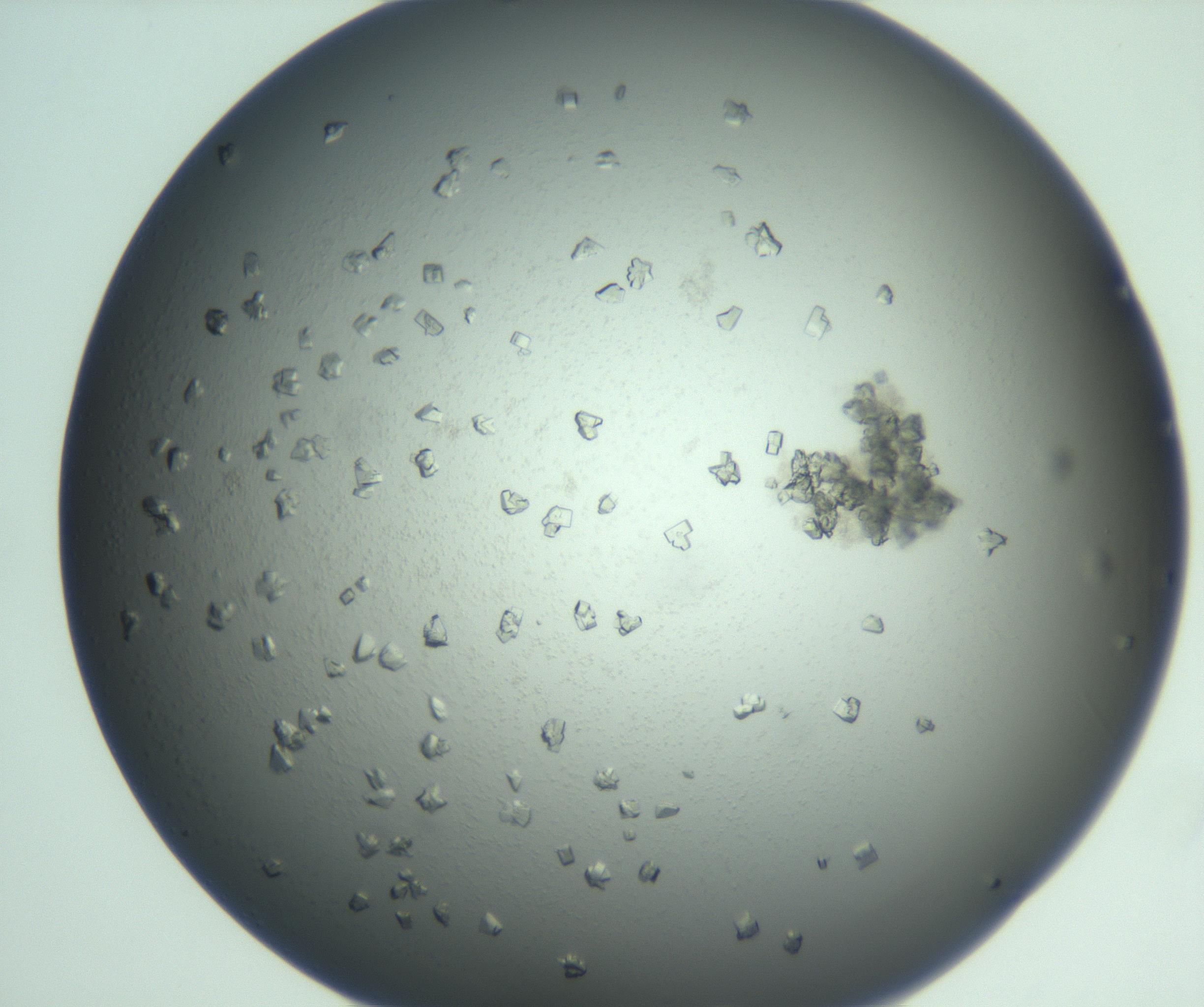 RI01_03_000_0212_Proj1_Clon1_MC_0000MC103113_003_161211_09_07_01_00_99_002_001_RAI.jpg