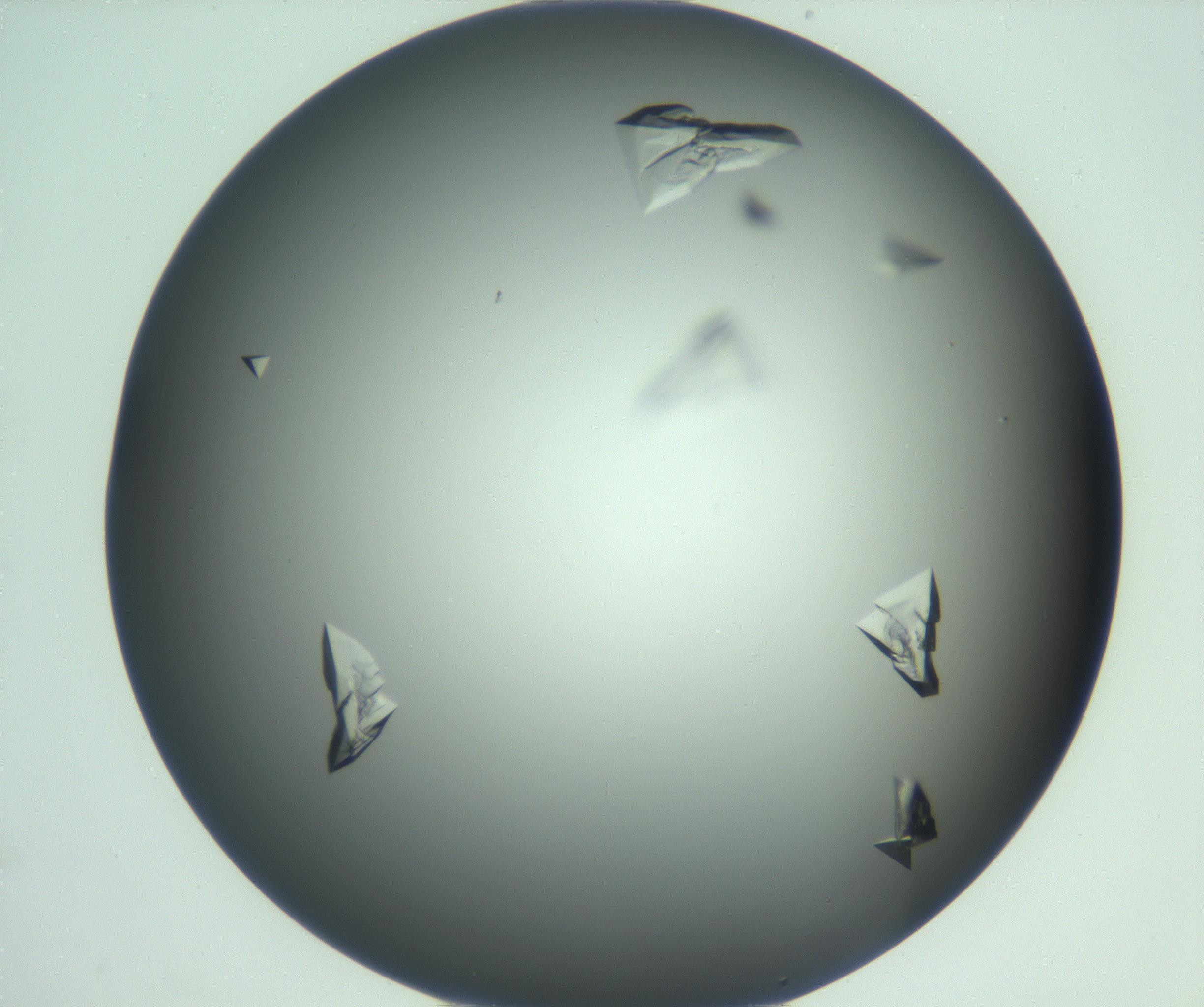 RI01_03_000_0212_Proj1_Clon1_MC_0000MC103113_003_161211_10_08_02_00_99_002_001_RAI.jpg