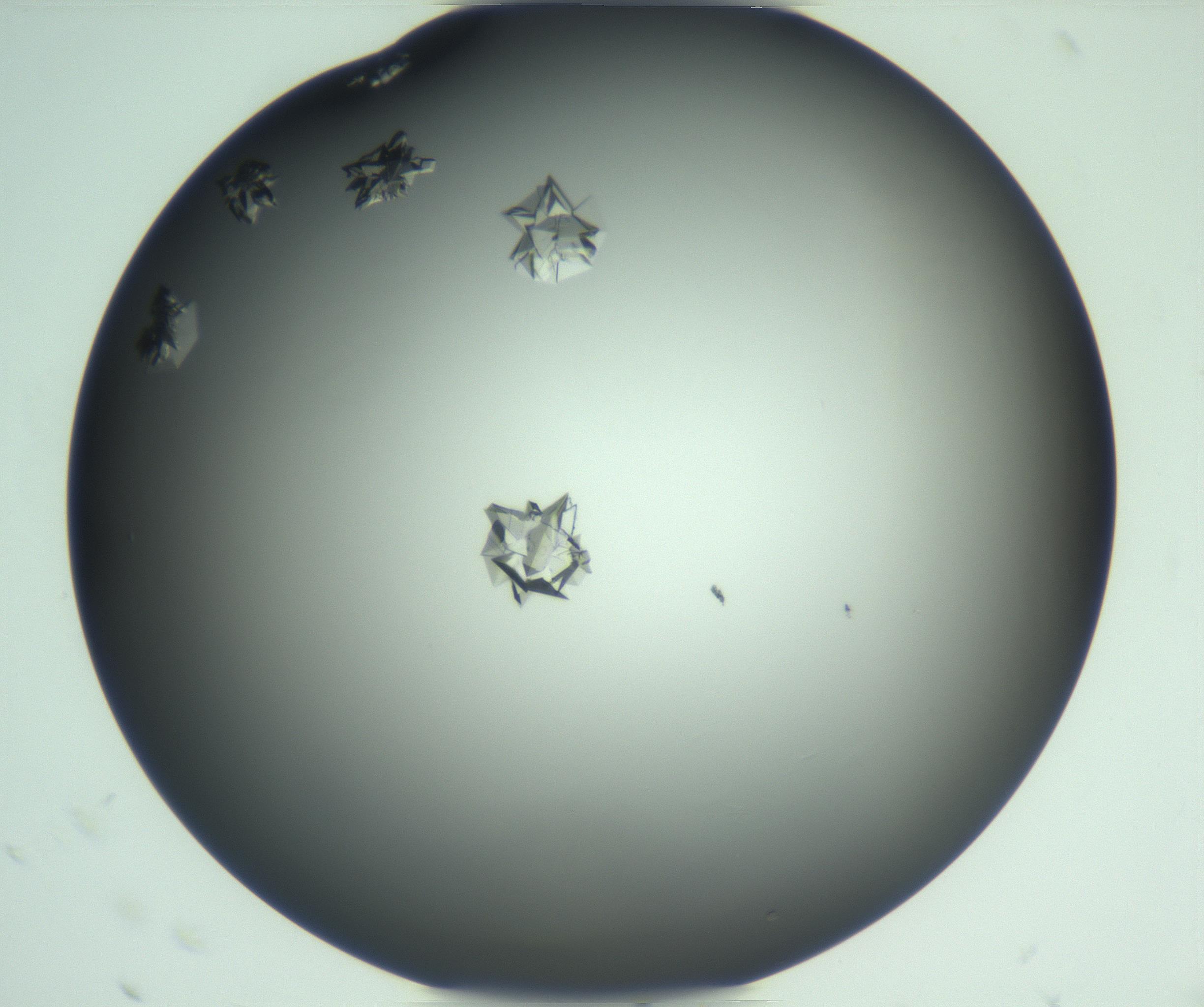 RI01_03_000_0212_Proj1_Clon1_MC_0000MC103113_003_161211_11_01_01_00_99_002_001_RAI.jpg