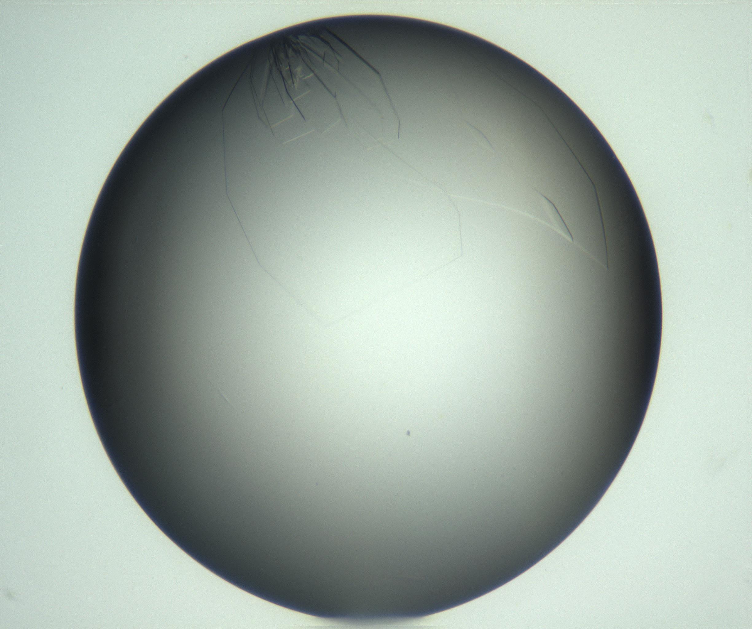 RI01_03_000_0212_Proj1_Clon1_MC_0000MC103113_003_161211_11_04_01_00_99_002_001_RAI.jpg