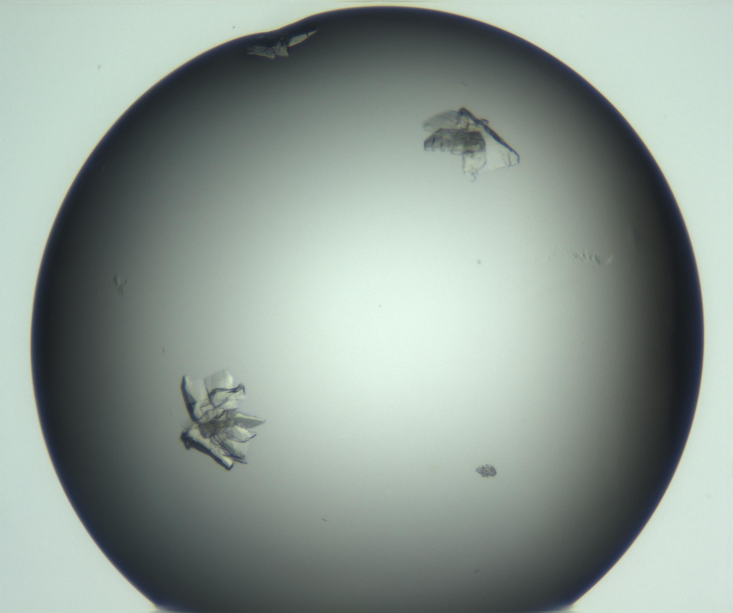 RI01_03_000_0212_Proj1_Clon1_MC_0000MC103113_003_161211_11_07_01_00_99_002_001_RAI.jpg