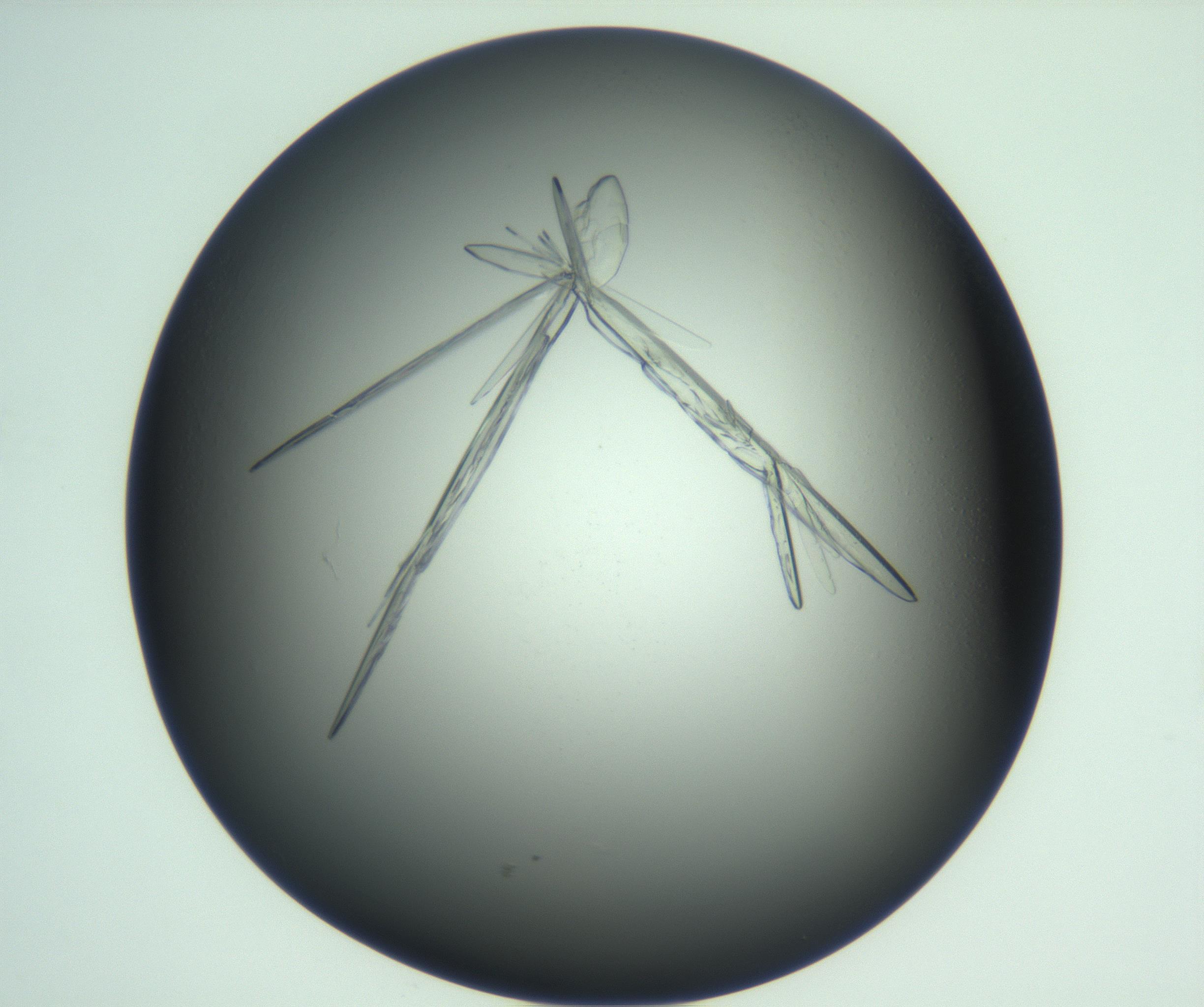 RI01_03_000_0212_Proj1_Clon1_MC_0000MC103113_003_161211_11_08_01_00_99_002_001_RAI.jpg