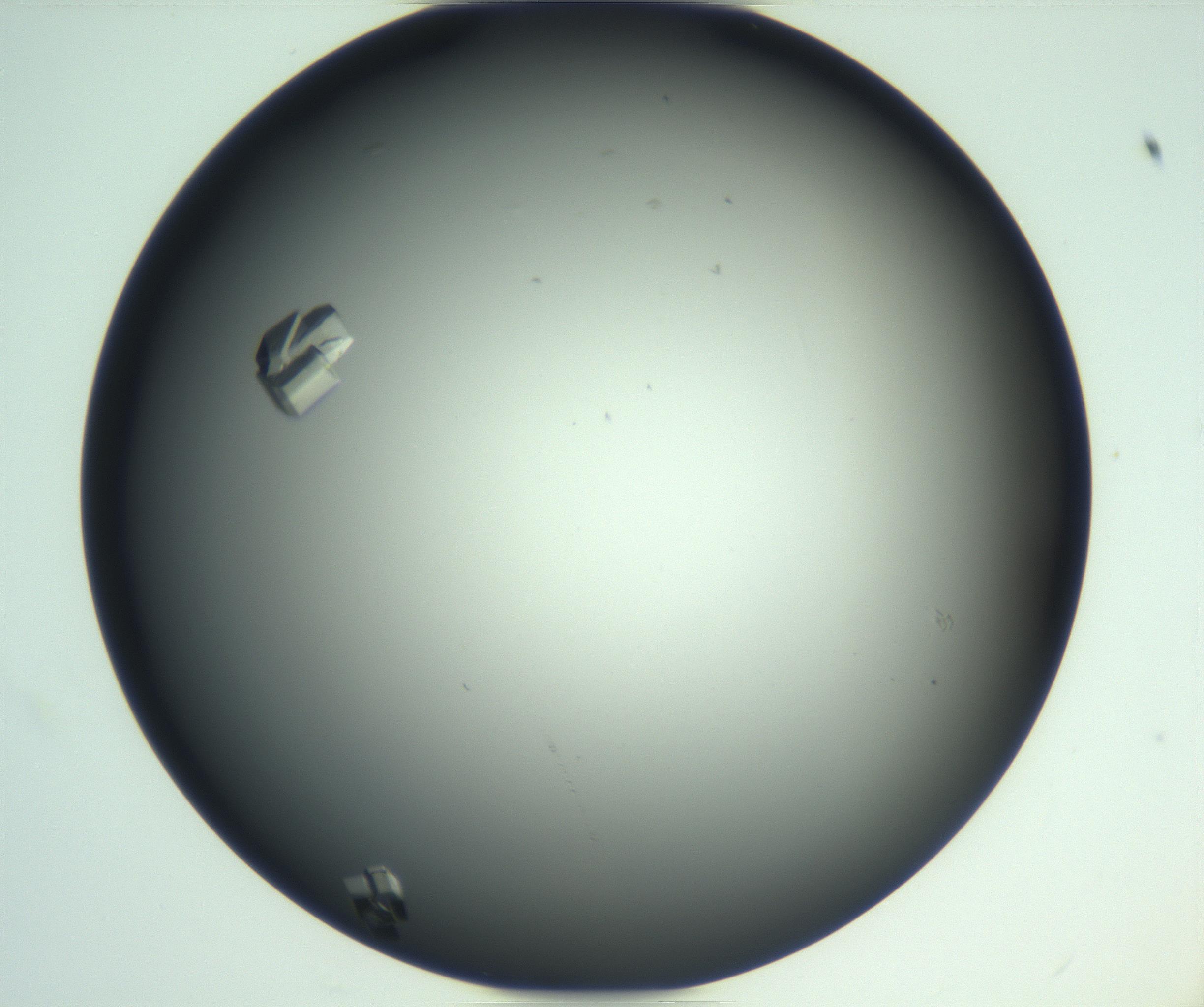 RI01_03_000_0212_Proj1_Clon1_MC_0000MC103113_003_161211_12_02_01_00_99_002_001_RAI.jpg