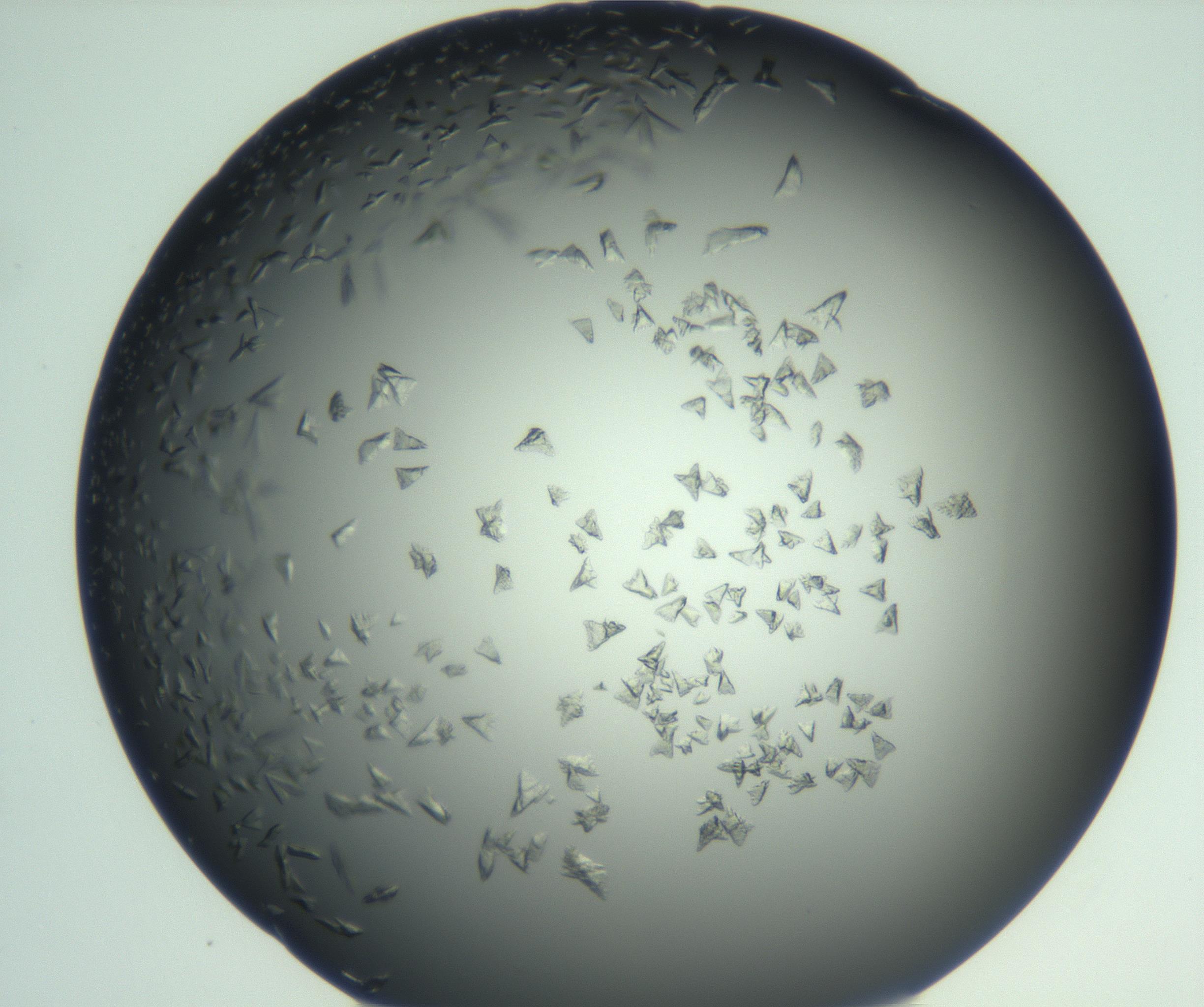 RI01_03_000_0212_Proj1_Clon1_MC_0000MC103113_003_161211_12_02_02_00_99_002_001_RAI.jpg