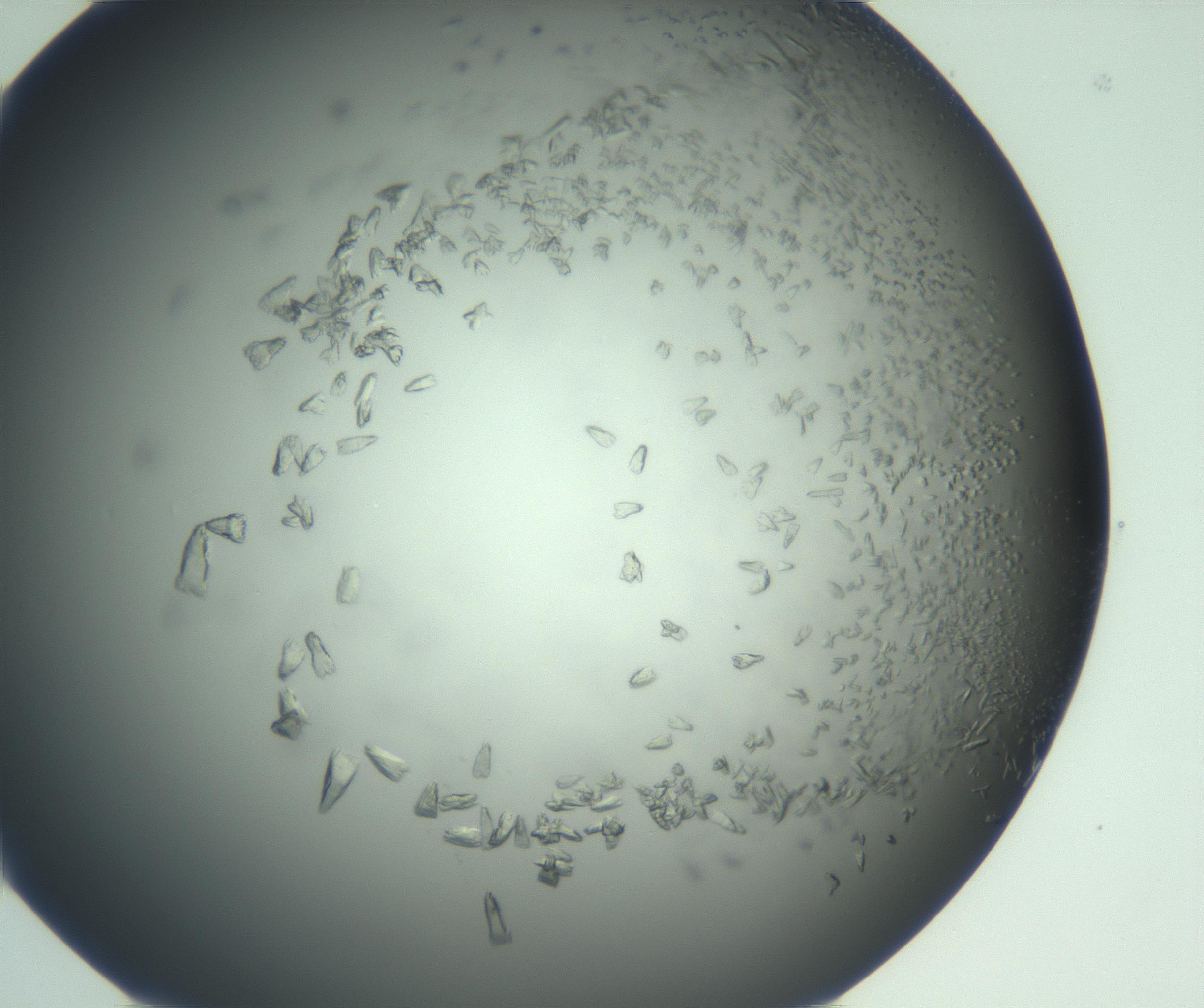 RI01_03_000_0212_Proj1_Clon1_MC_0000MC103114_003_161211_01_04_02_00_99_002_001_RAI.jpg