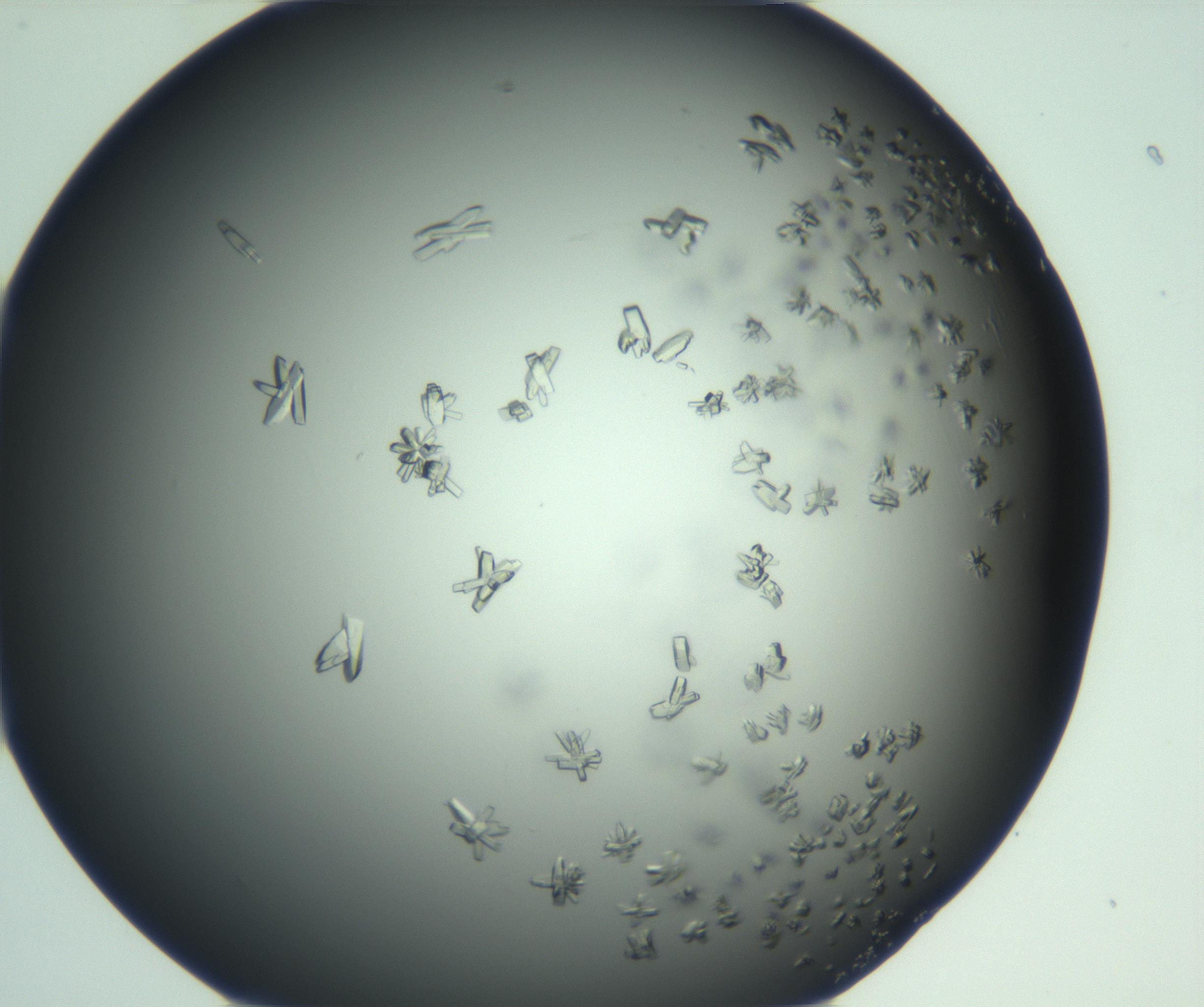 RI01_03_000_0212_Proj1_Clon1_MC_0000MC103114_003_161211_01_05_01_00_99_002_001_RAI.jpg