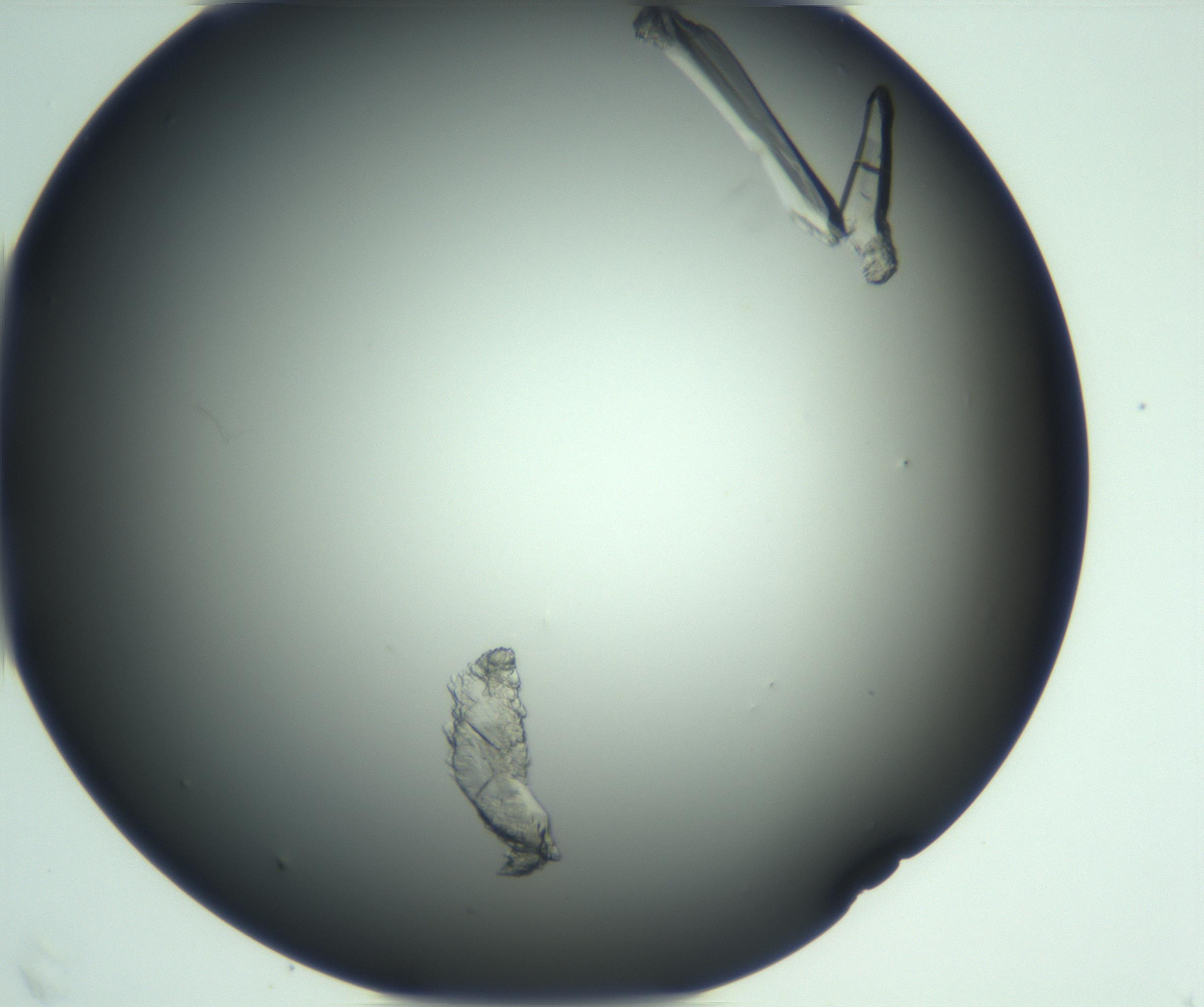 RI01_03_000_0212_Proj1_Clon1_MC_0000MC103114_003_161211_05_05_02_00_99_002_001_RAI.jpg