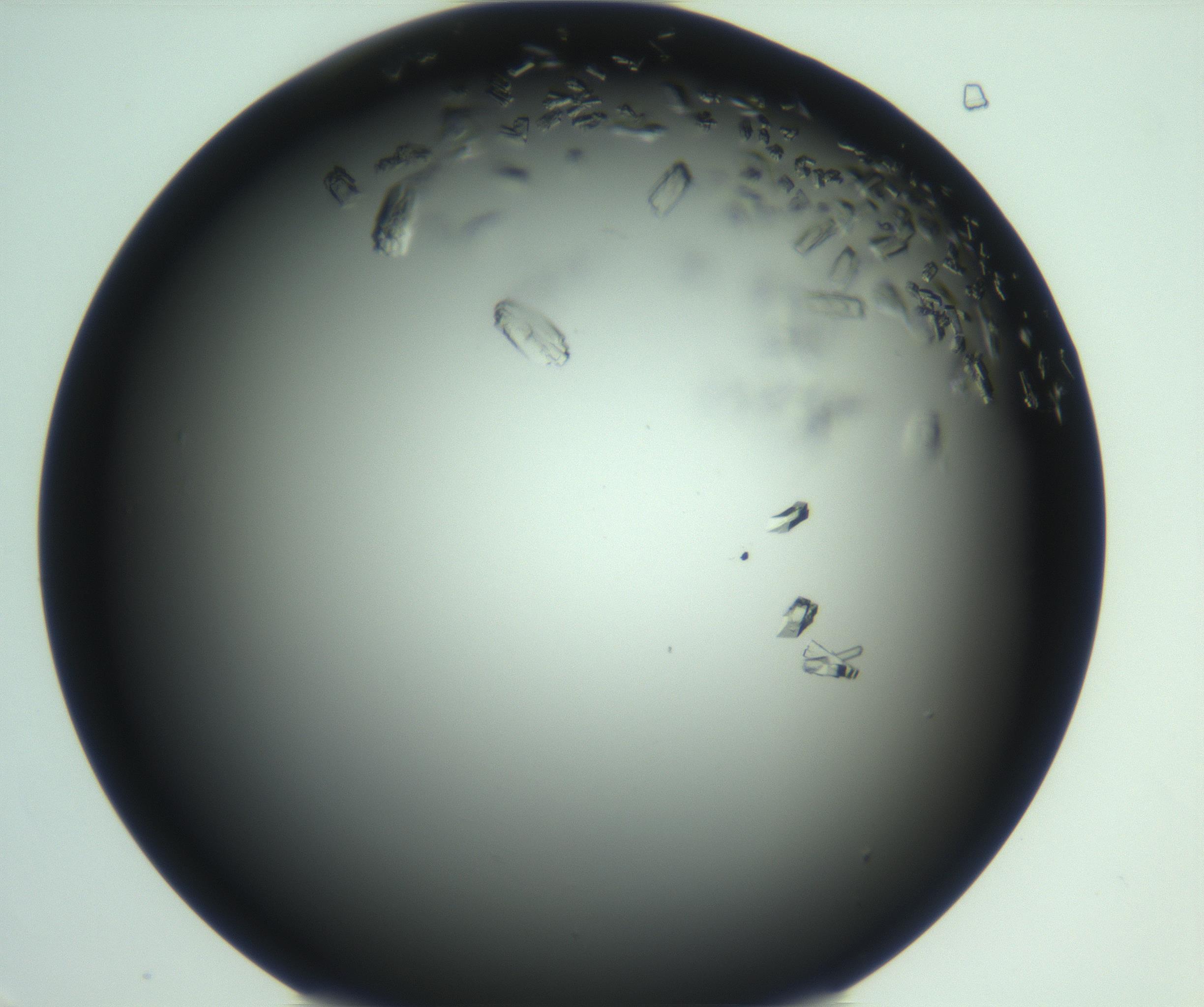 RI01_03_000_0212_Proj1_Clon1_MC_0000MC103114_003_161211_06_08_02_00_99_002_001_RAI.jpg