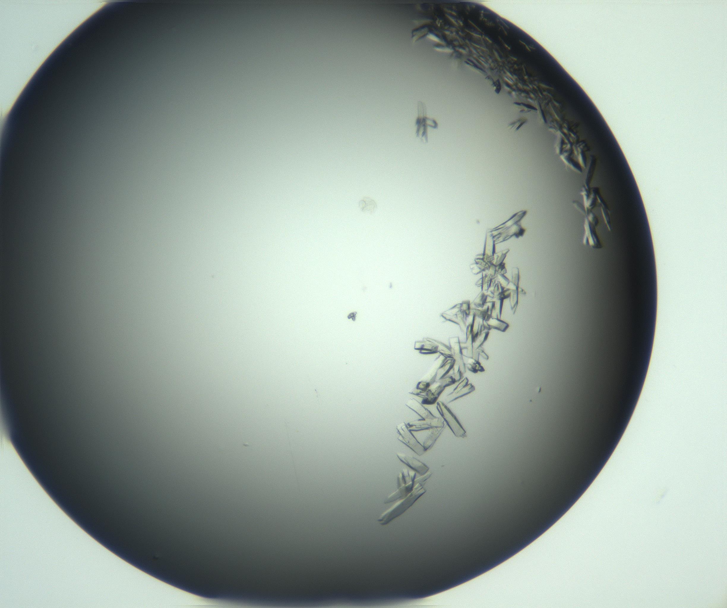 RI01_03_000_0212_Proj1_Clon1_MC_0000MC103114_003_161211_07_03_02_00_99_002_001_RAI.jpg