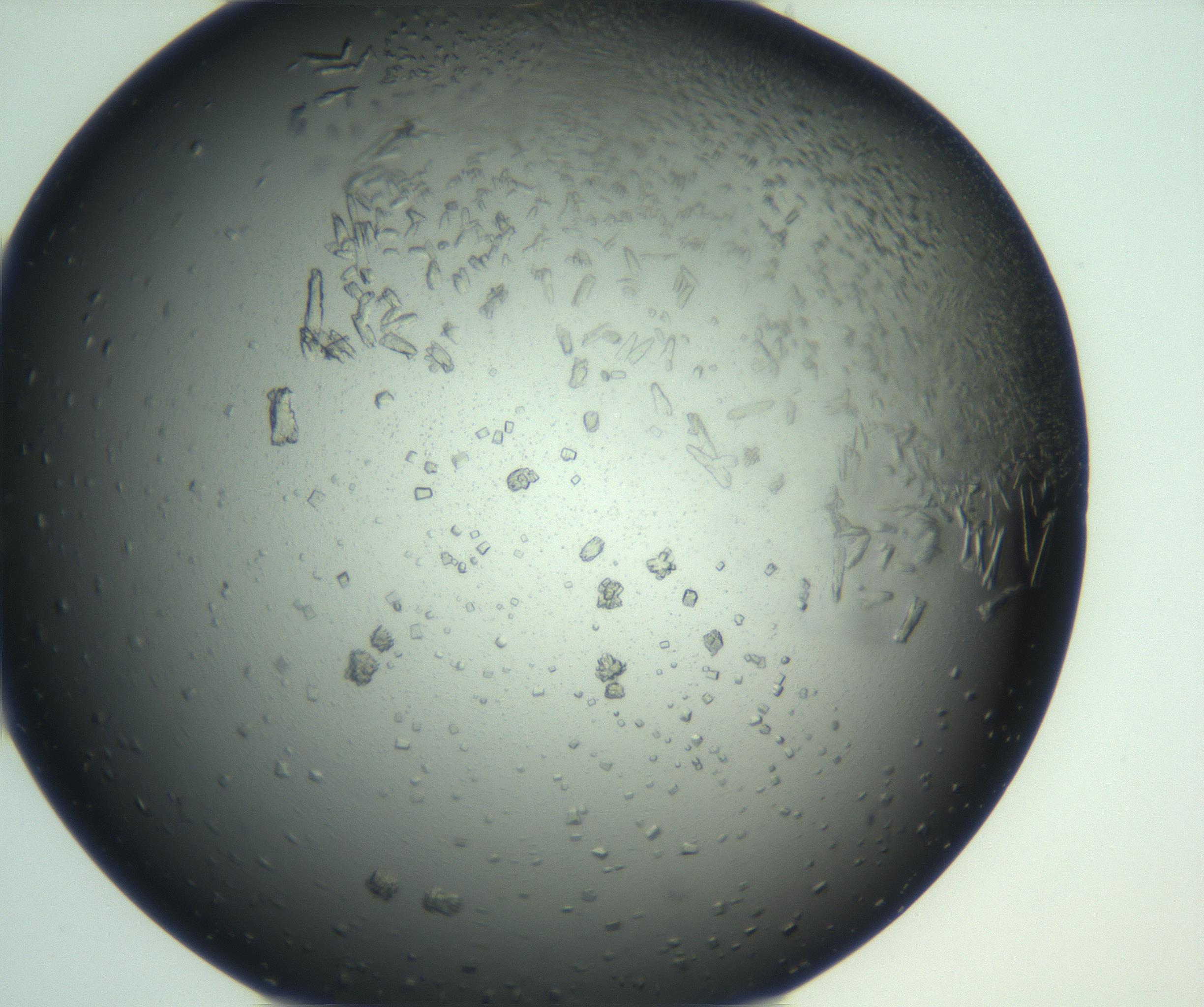RI01_03_000_0212_Proj1_Clon1_MC_0000MC103114_003_161211_07_08_02_00_99_002_001_RAI.jpg