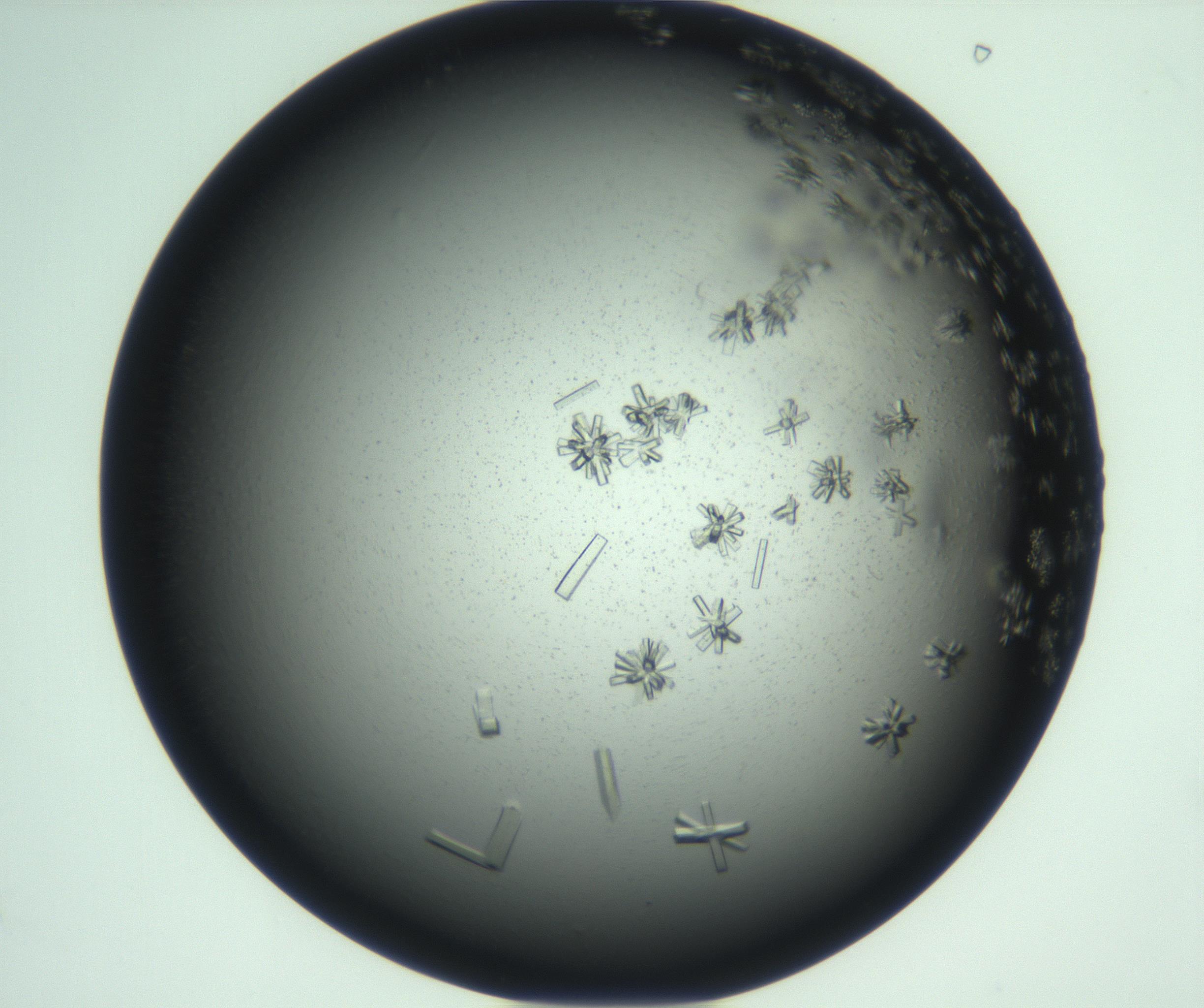 RI01_03_000_0212_Proj1_Clon1_MC_0000MC103114_003_161211_09_02_01_00_99_002_001_RAI.jpg