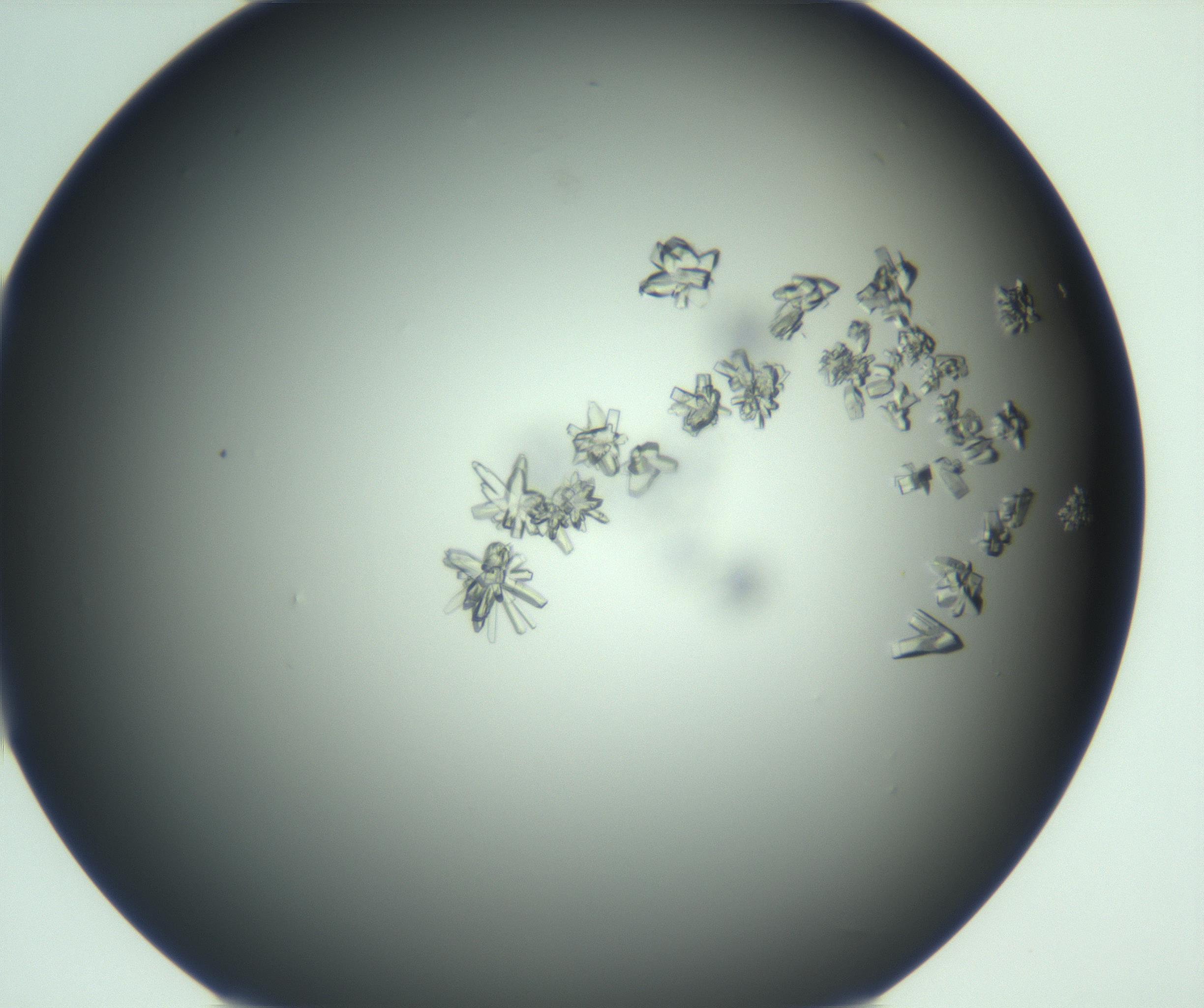 RI01_03_000_0212_Proj1_Clon1_MC_0000MC103114_003_161211_10_04_01_00_99_002_001_RAI.jpg